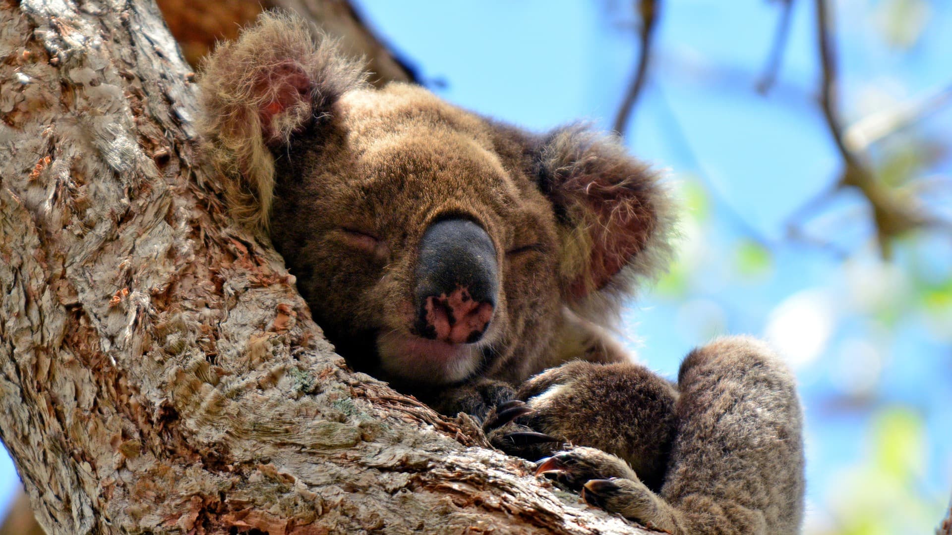 Kangaroos and Koalas Tour with Morning Tea from Gold Coast - تصویر 2