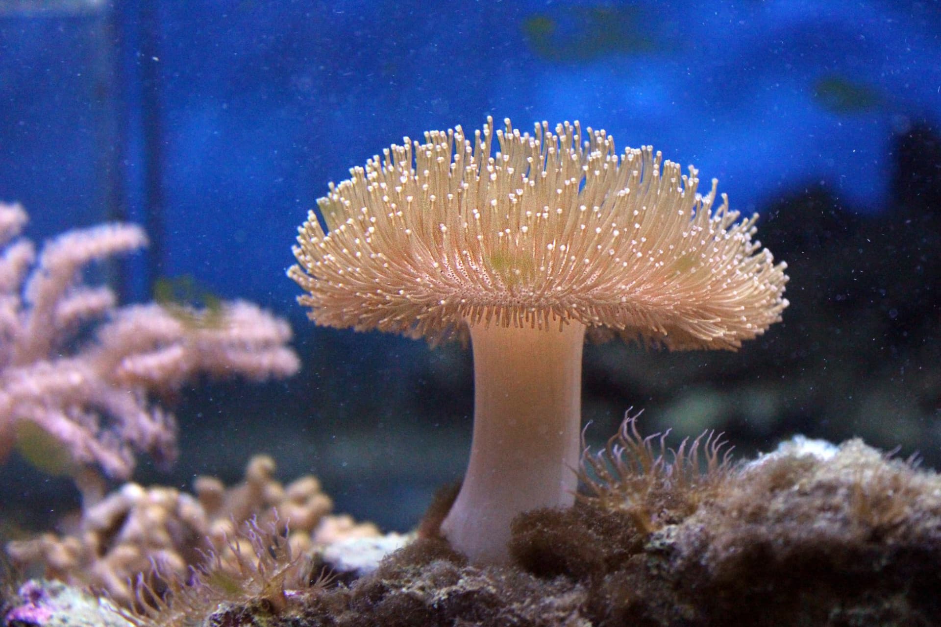 Yehliu Ocean World - تصویر 12