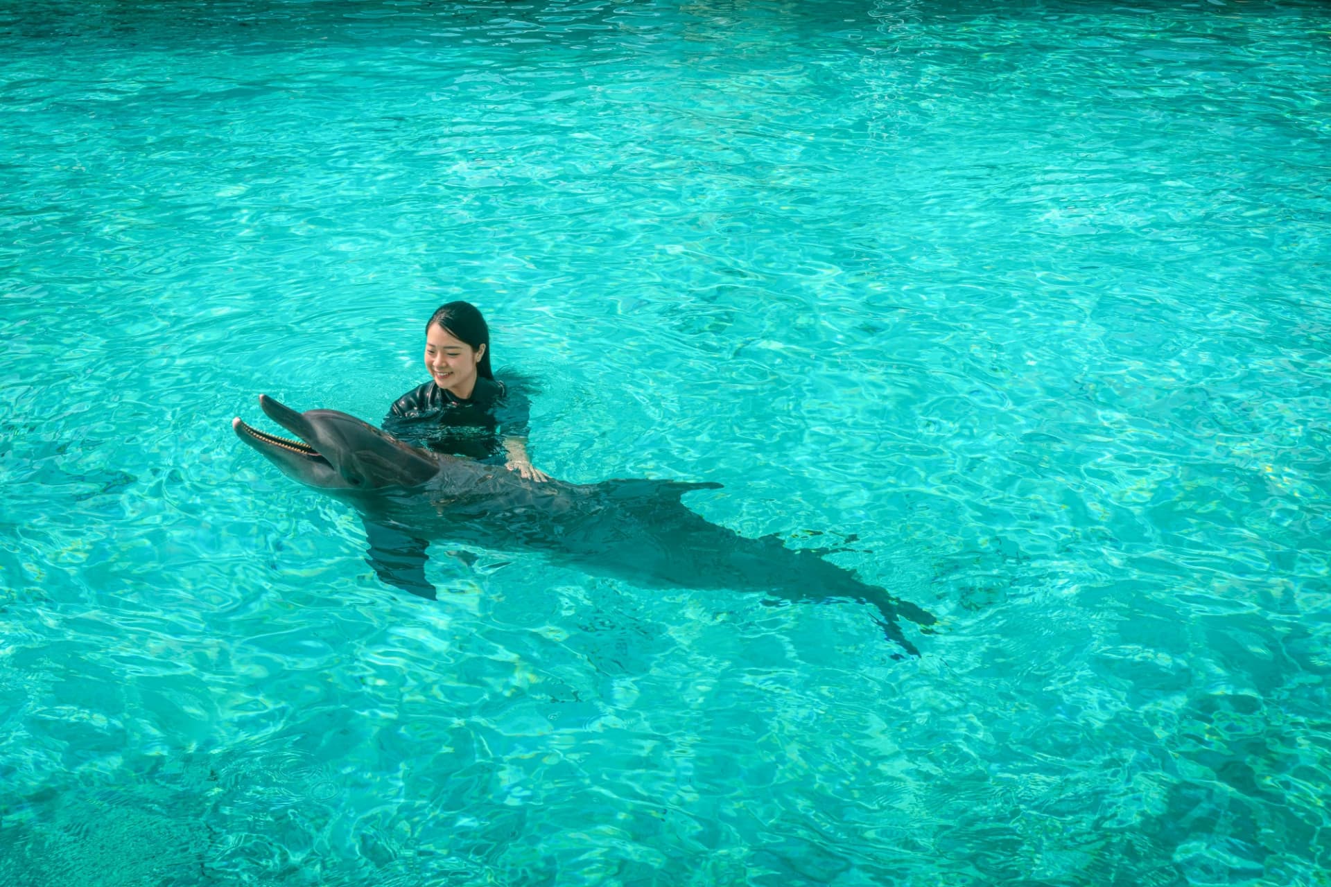 Dolphin Experiences at Marine Mammal Habitat Sentosa - تصویر 4