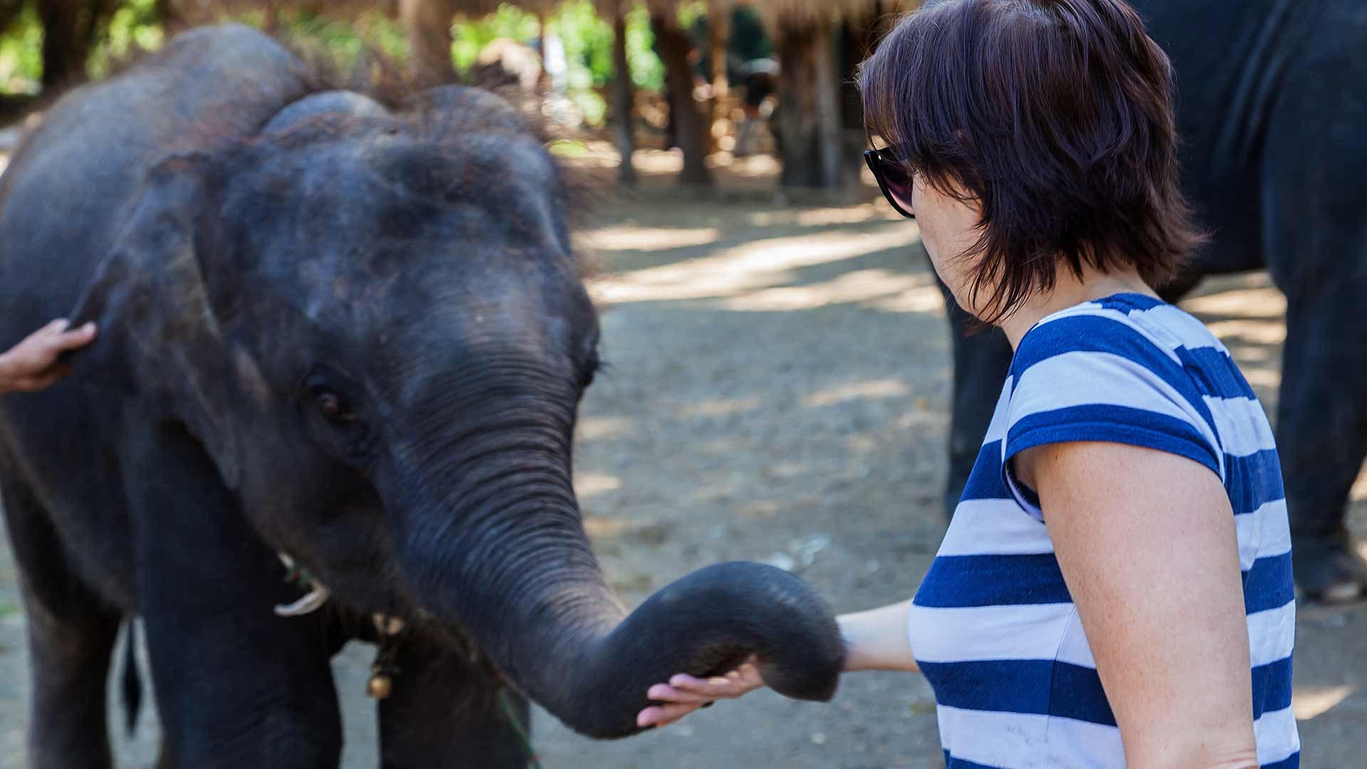 Elephant Jungle Sanctuary Chiang Mai - تصویر 4
