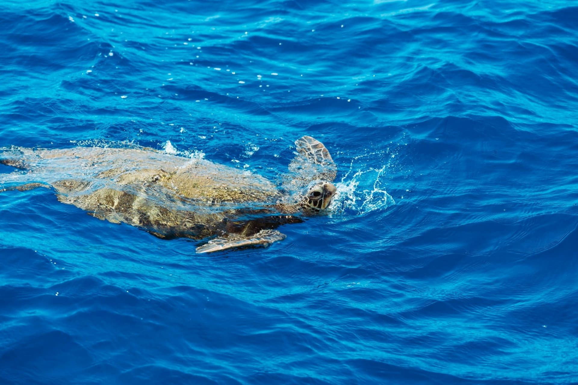 Waikiki: Daytime Glass Bottom Boat Tour - تصویر 8