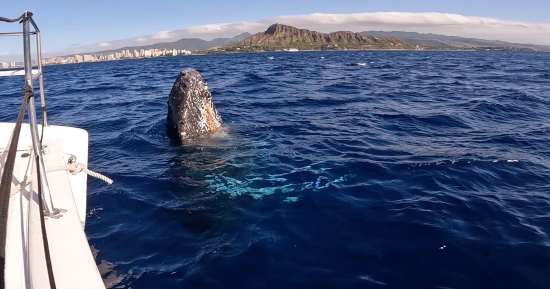 Waikiki Private Whale Watching Cruise - تصویر 3