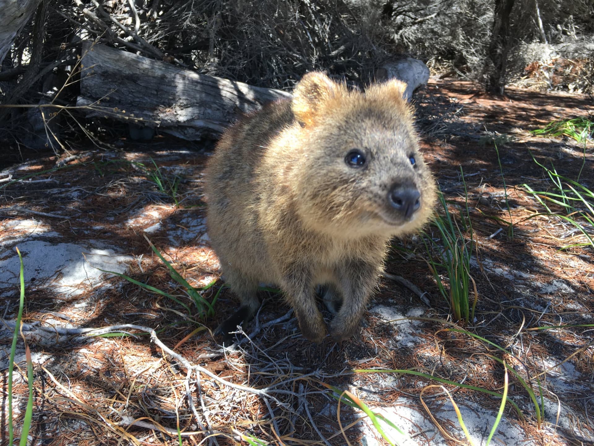 Rottnest Island Settlement Explorer Segway Tour with Round Trip SeaLink Ferry Transfer - تصویر 2