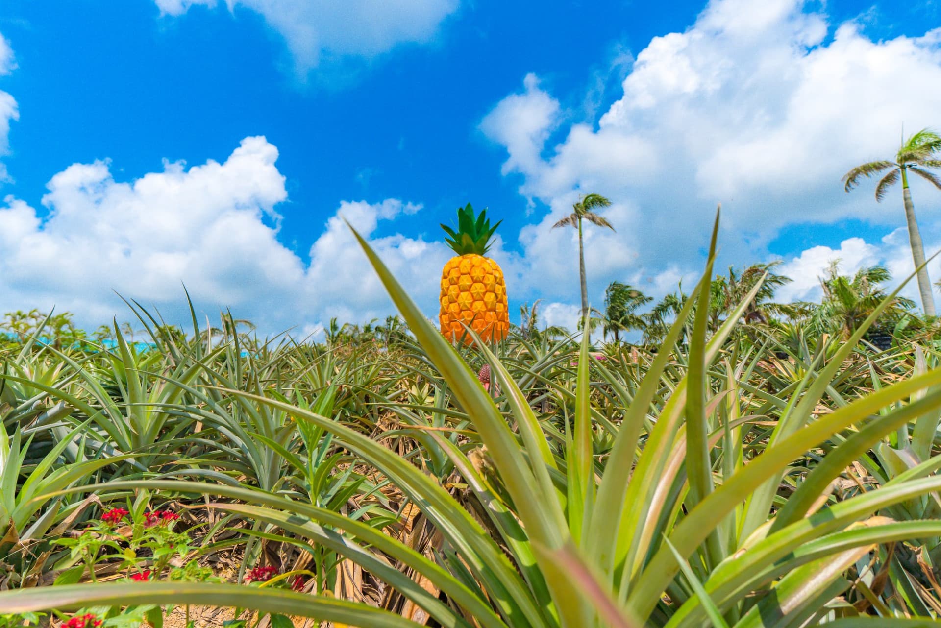 Okinawa Nago Pineapple Park - تصویر 2