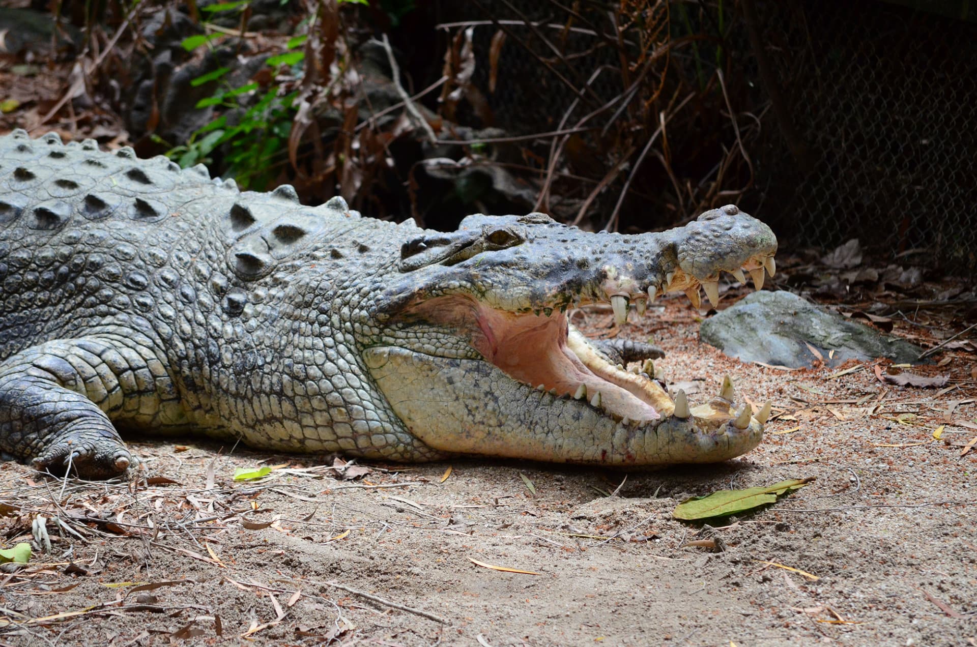 Cape Tribulation and Daintree Wilderness Full-Day Tour - تصویر 5