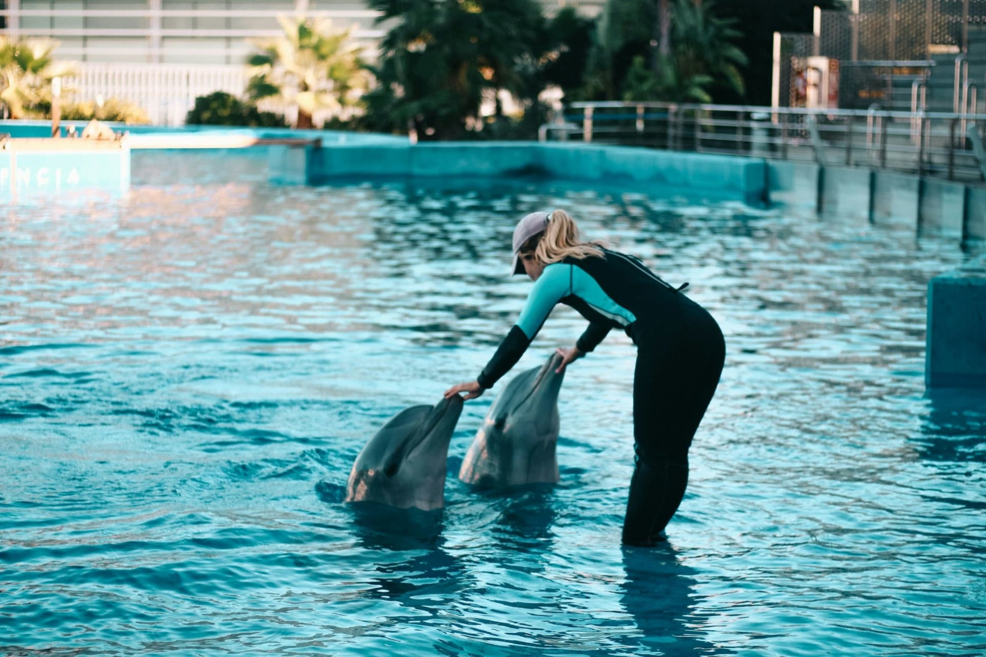 Oceanogràfic de Valencia Ticket - تصویر 5