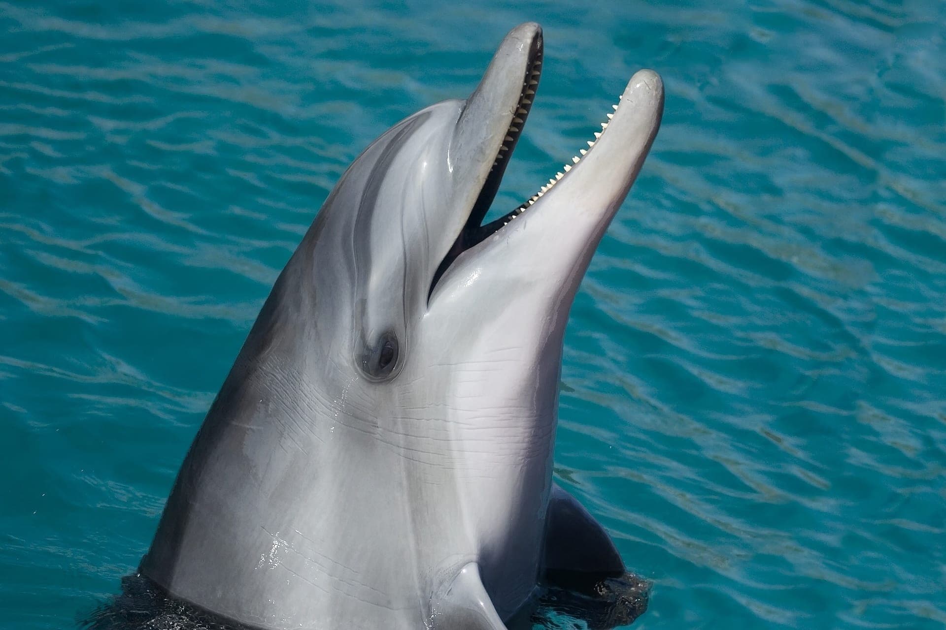 Key West: Dolphin Watching Cruise + Snorkeling + Drinks - تصویر 5
