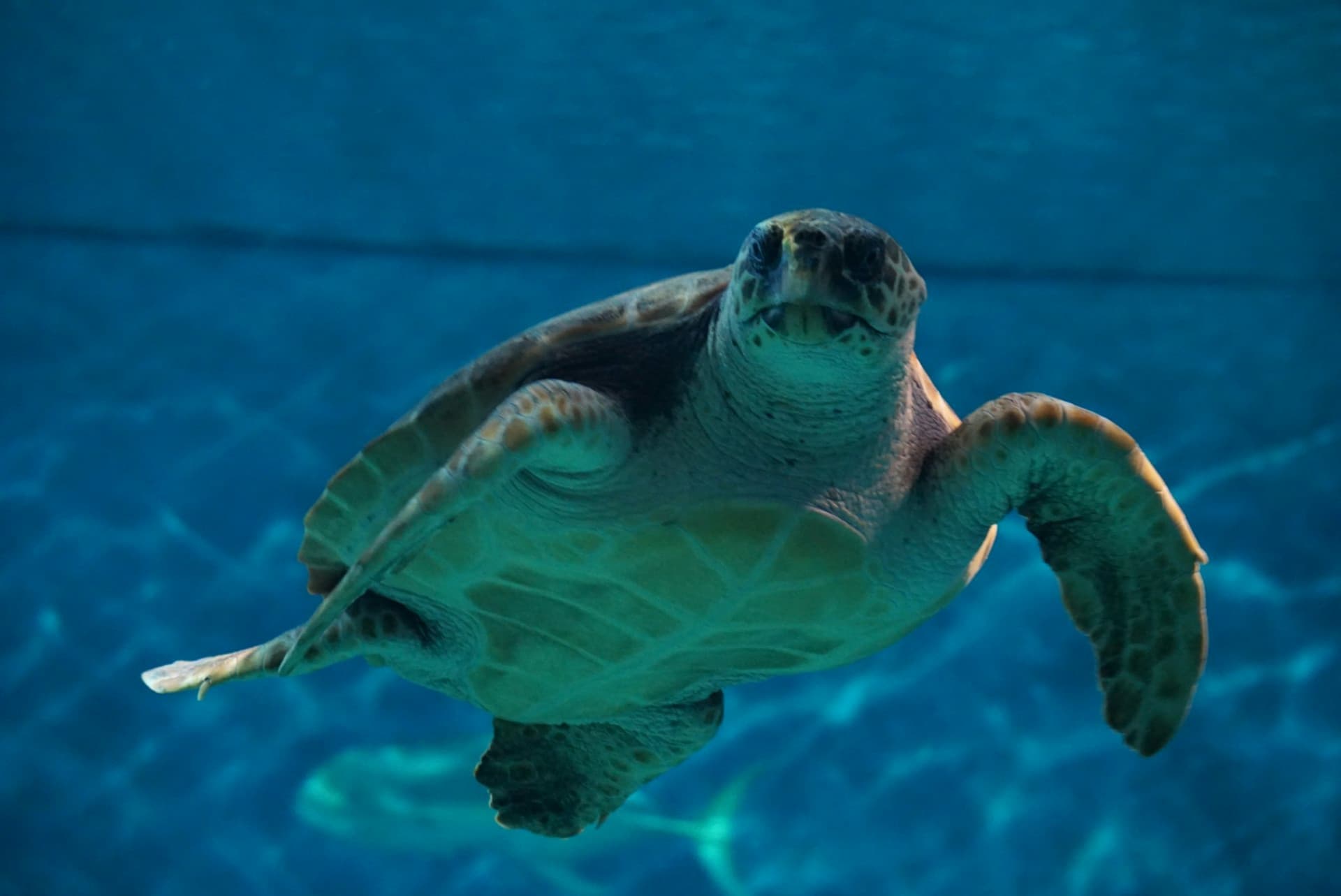 Seville Aquarium Ticket - تصویر 2