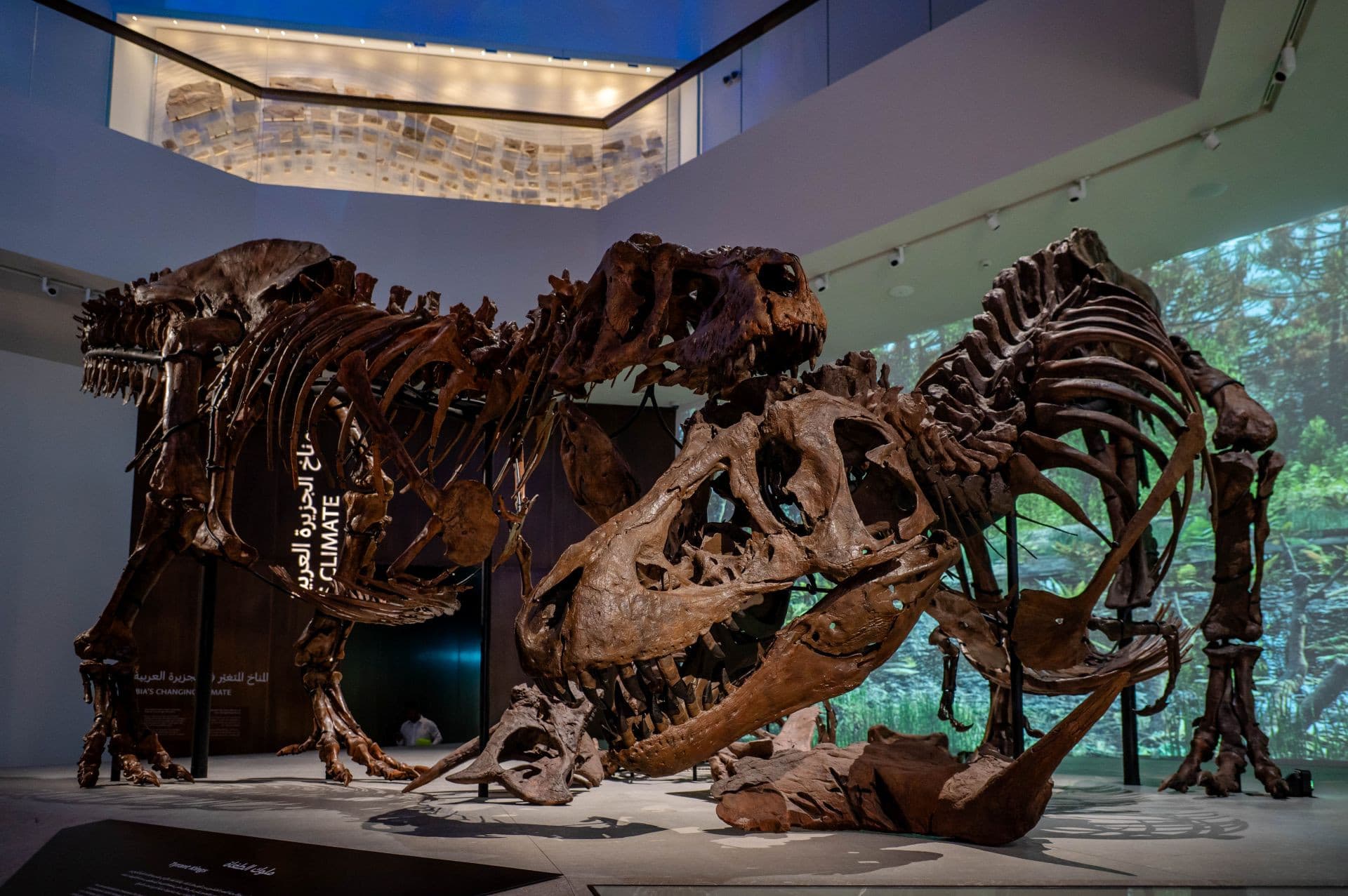 Natural History Museum Abu Dhabi Ticket - تصویر 3