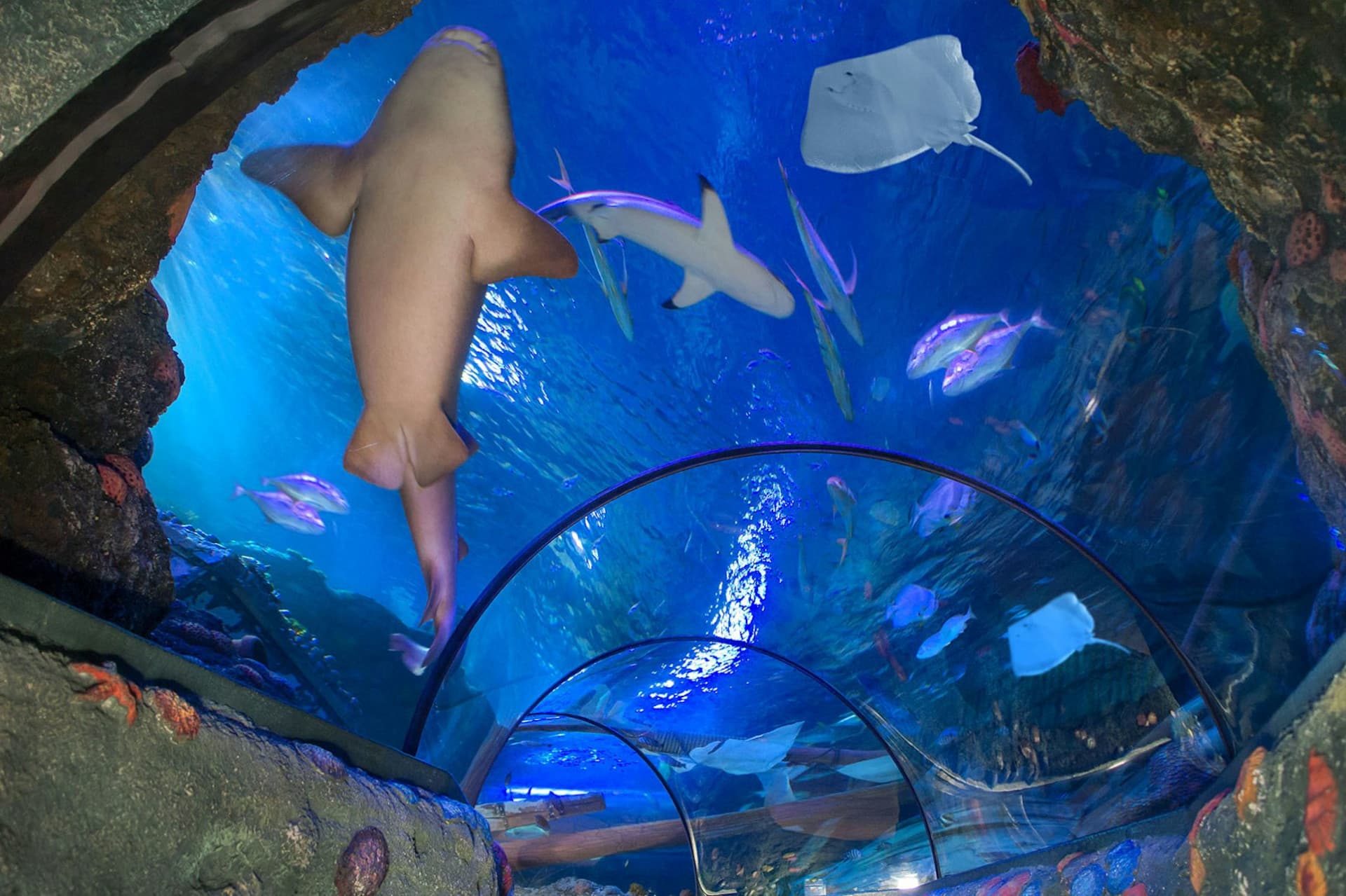 Gardaland SEA LIFE Aquarium Ticket - تصویر 3