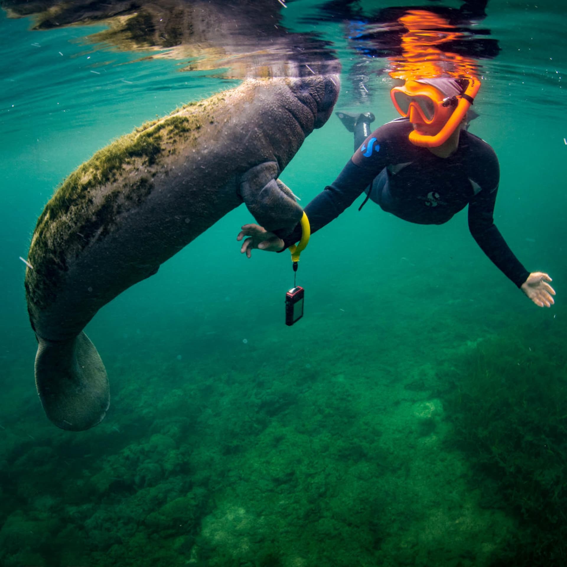 Florida Nature Coast Tour: Crystal River with Manatees Snorkelling, Homosassa State Park - تصویر 5