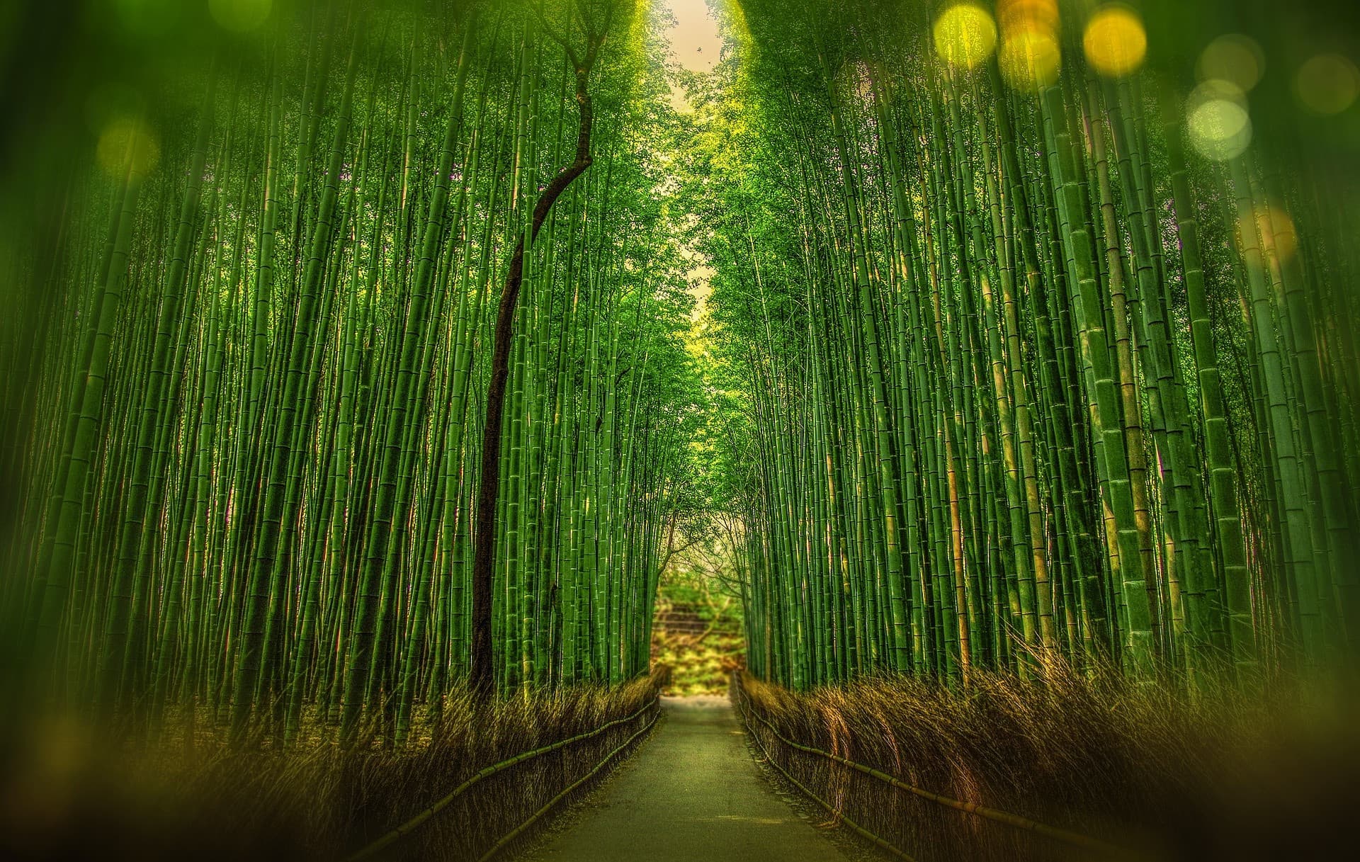 Sagano Bamboo Grove and Arashiyama Half-Day Walking Tour - تصویر اصلی