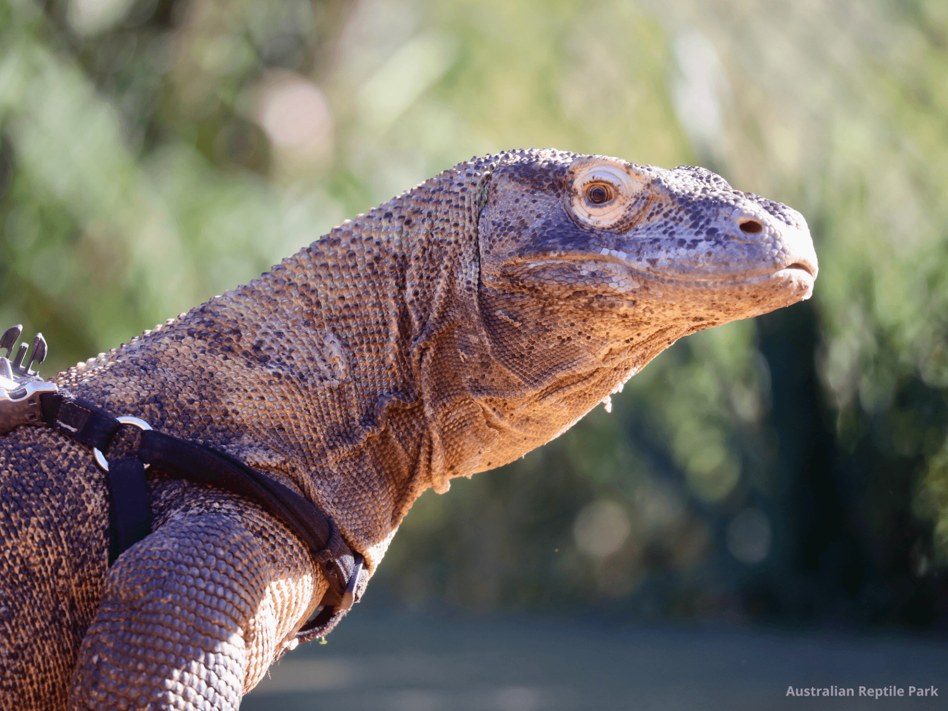 Australian Reptile Park - تصویر 28
