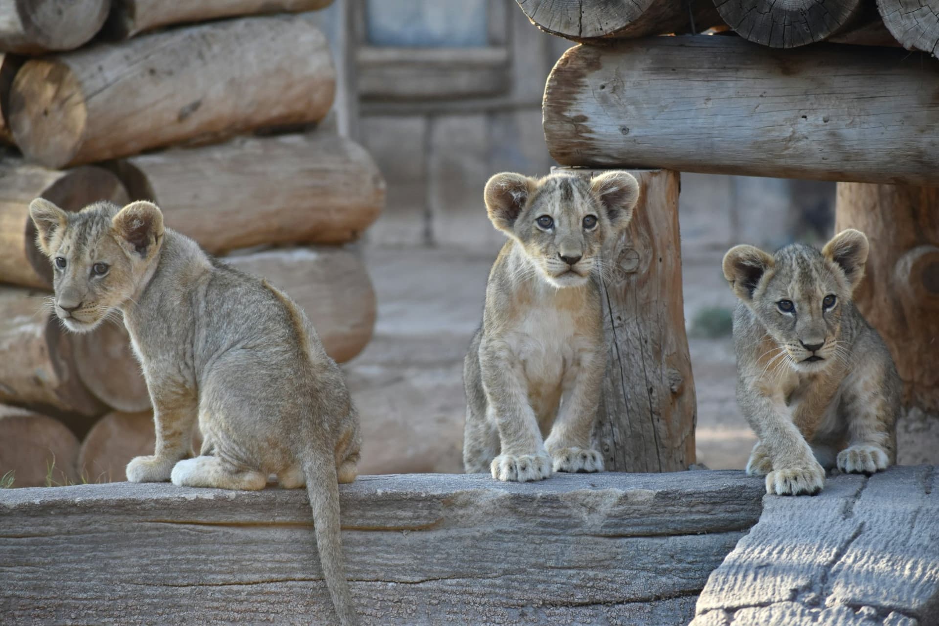Terra Natura Murcia Ticket - تصویر 5