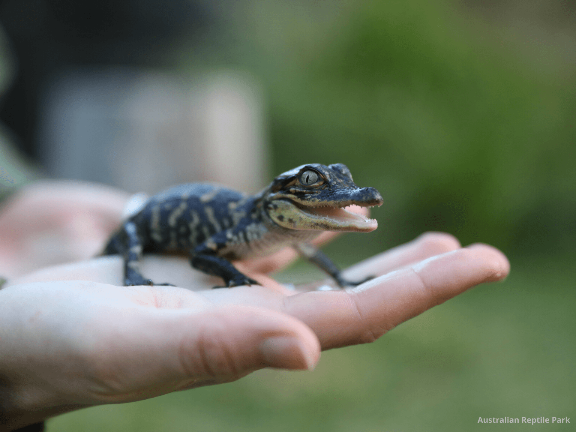 Australian Reptile Park - تصویر 2