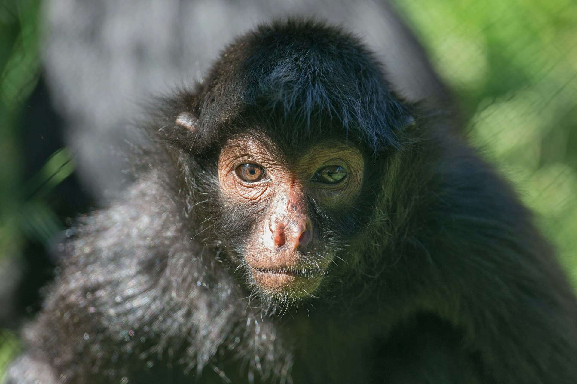 Zoo Santo Inácio Ticket - تصویر 8