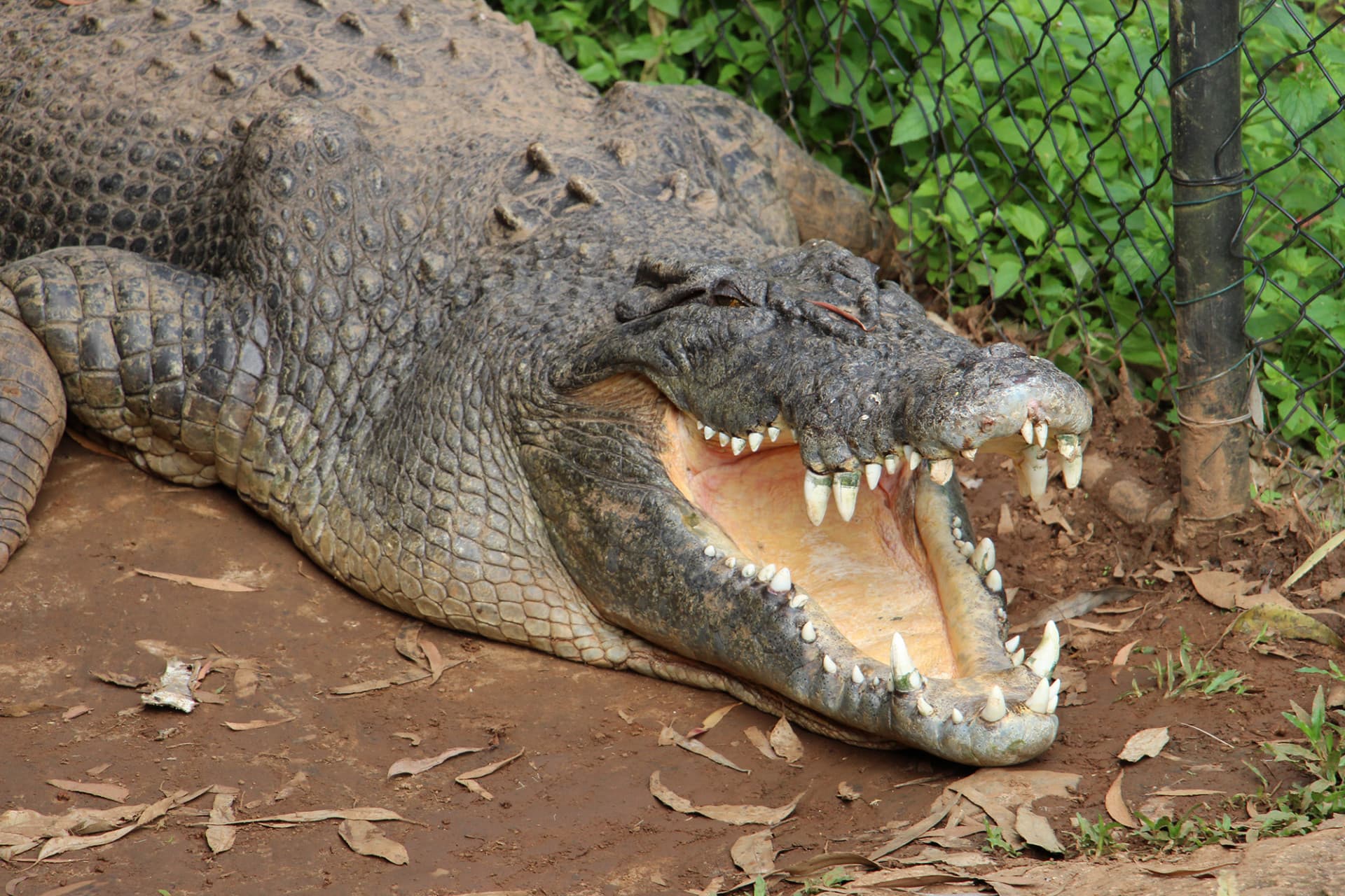 Kuranda Rainforestation Nature Park Full-Day Tour from Cairns with Skyrail Rainforest Cableway - تصویر 14