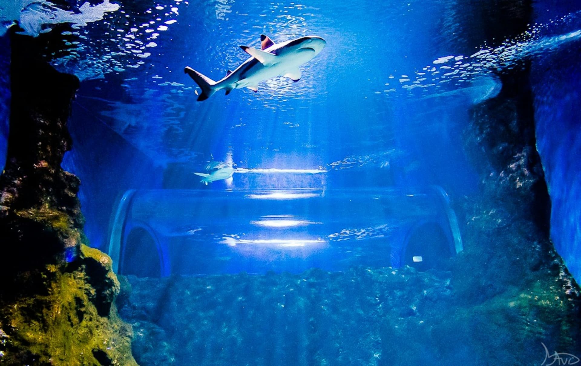 Lanzarote Aquarium Ticket - تصویر 5