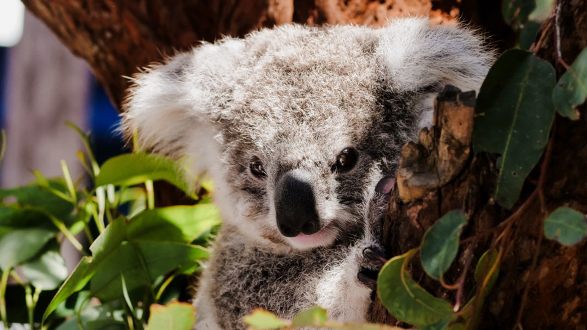 Port Stephens Tour with 4WD Ride and Sandboarding from Sydney - تصویر 6