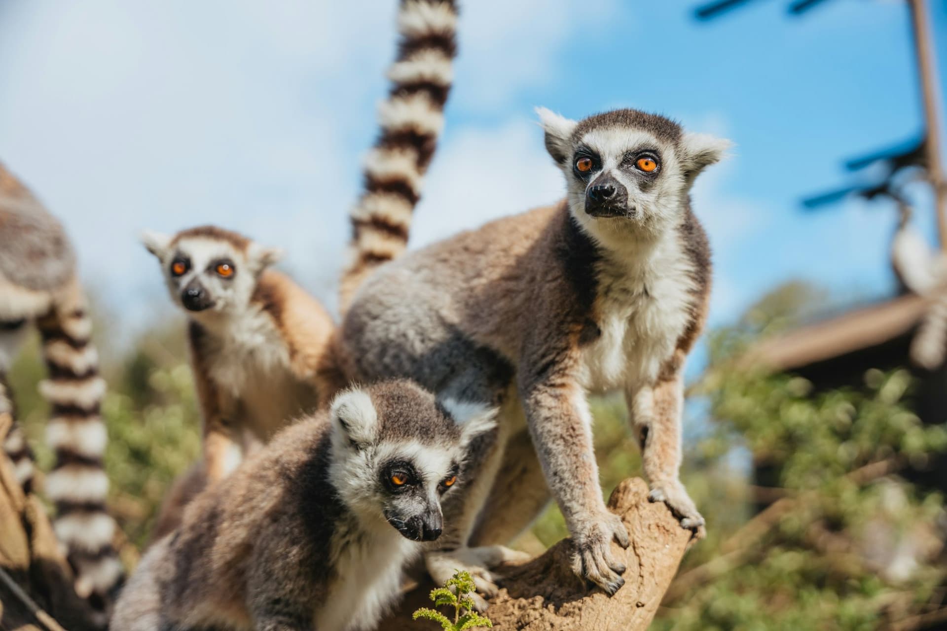 Zoo Santo Inácio Ticket - تصویر 6