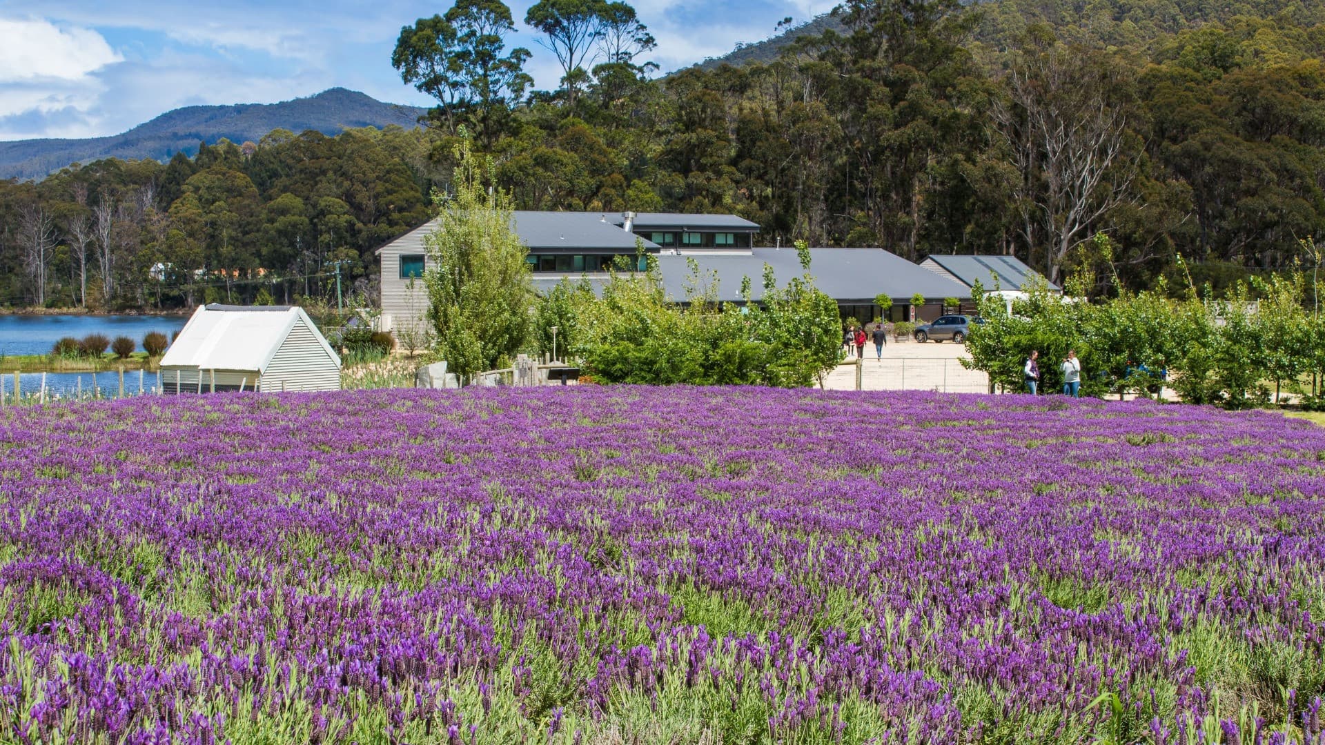 Port Arthur Historic Site & Tasman Peninsula Tour from Hobart - تصویر 5