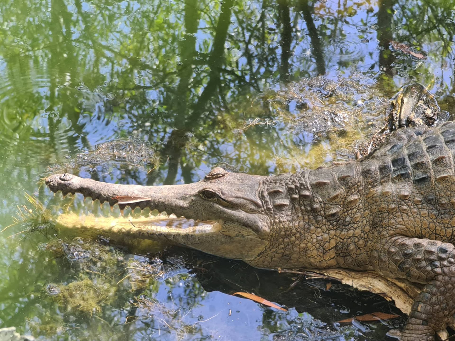 Hartley's Crocodile Adventures - تصویر 3