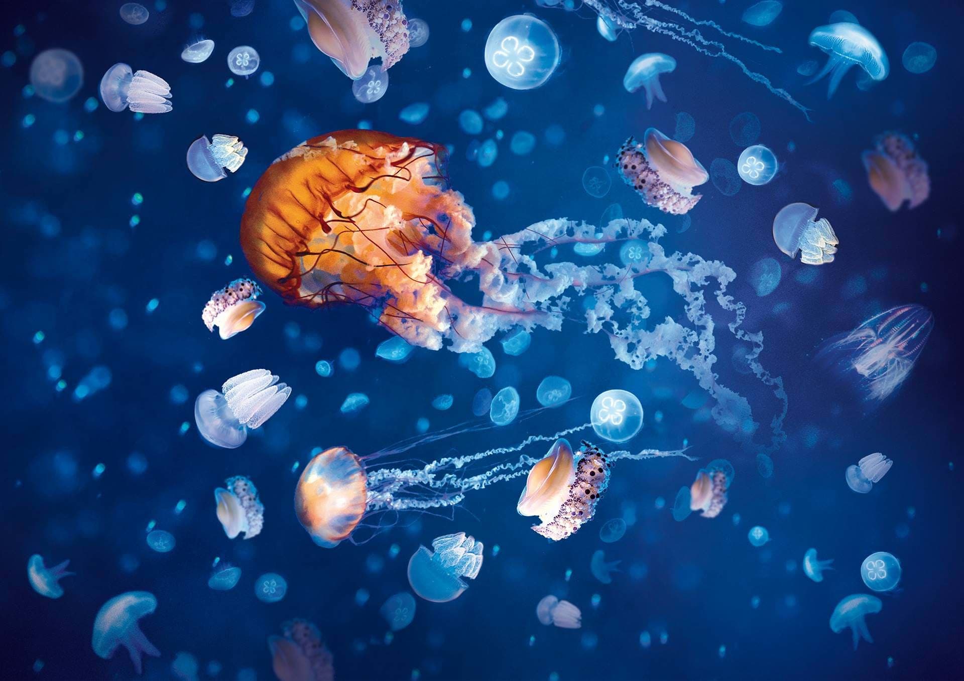 SEA LIFE London Aquarium Ticket - تصویر 11