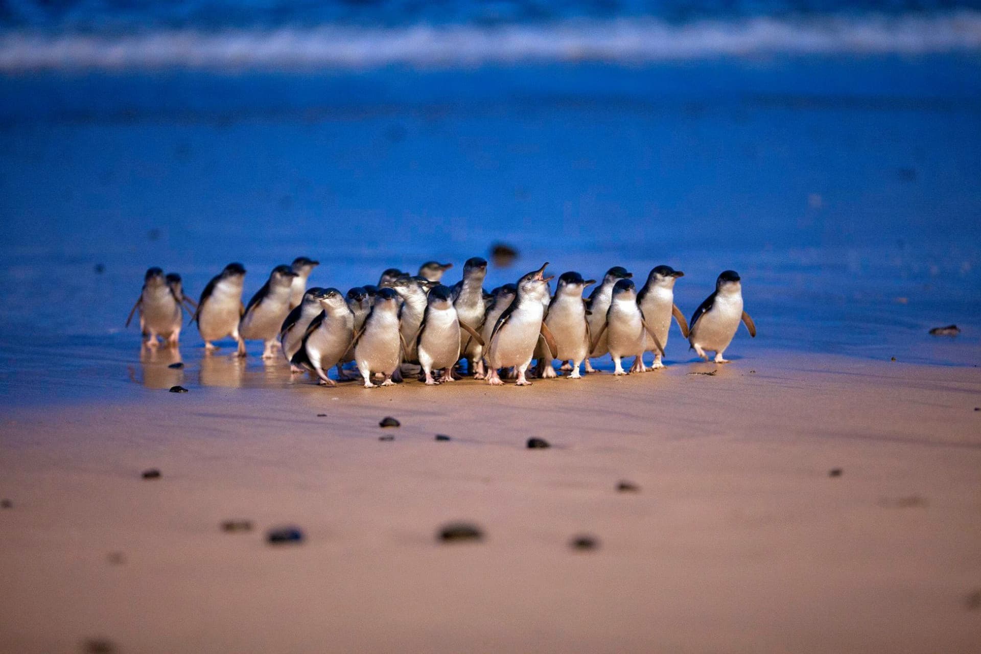 Phillip Island Nature Parks - Three-Park Pass - تصویر اصلی