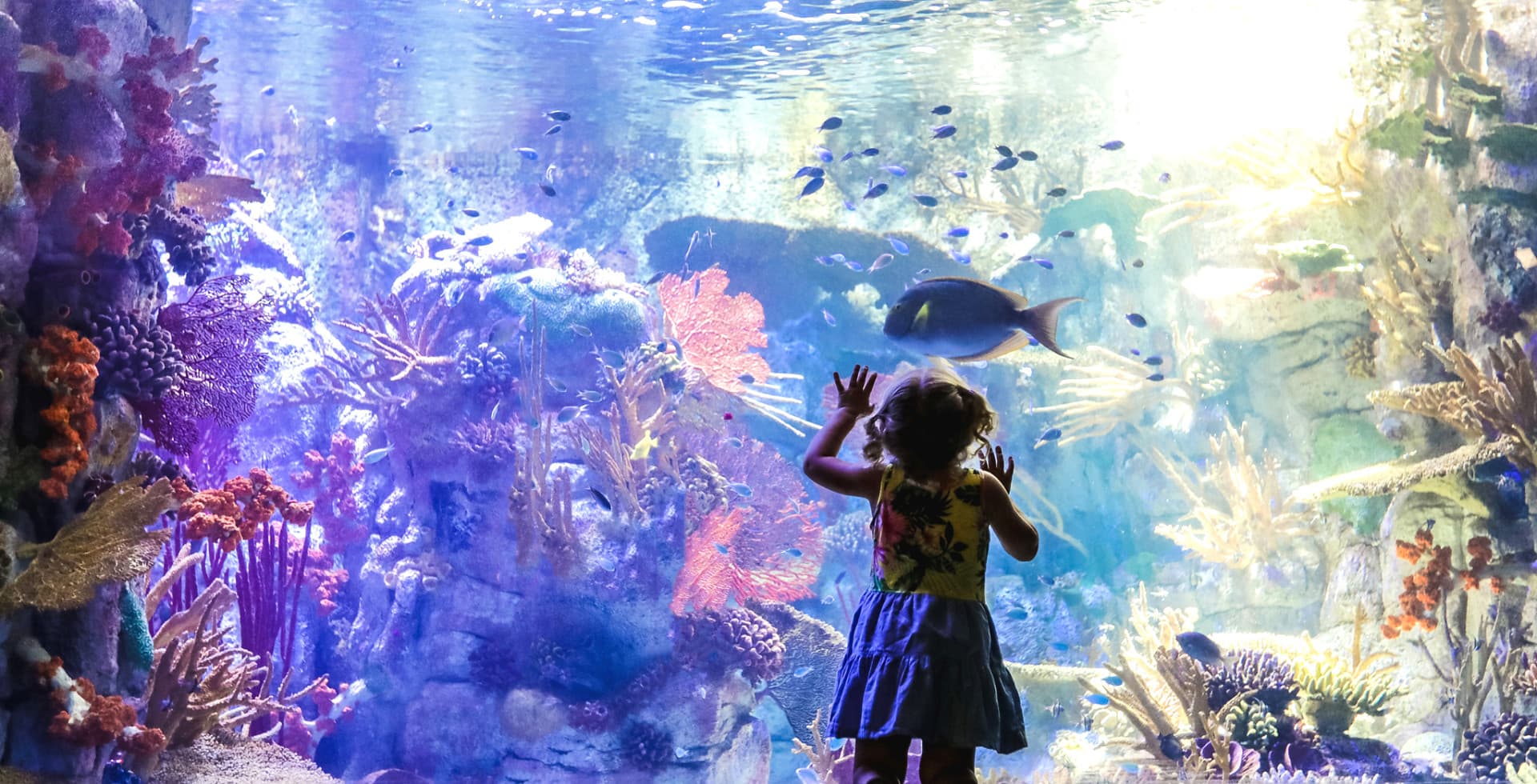 Go City San Diego Explorer Pass: Save up to 50% on Attractions - تصویر 13