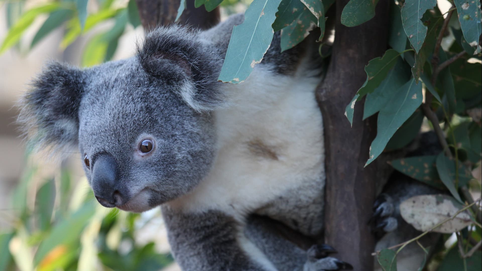 COMBO: WILD LIFE Sydney Zoo Ticket + Captain Cook Hop-on Hop-off Cruise - تصویر 2
