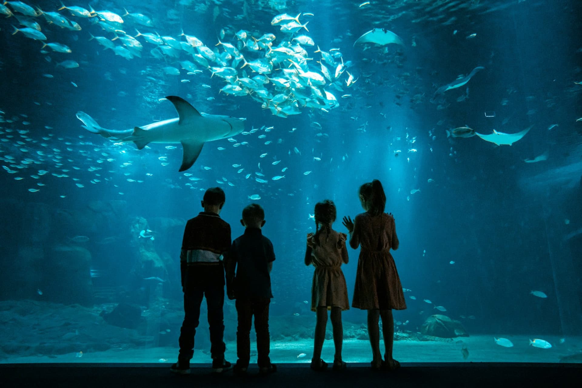 Nausicaa: Skip The Line Ticket - تصویر 15