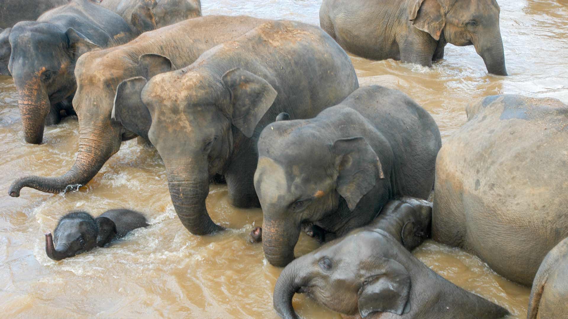 Elephant Jungle Sanctuary Chiang Mai - تصویر 7