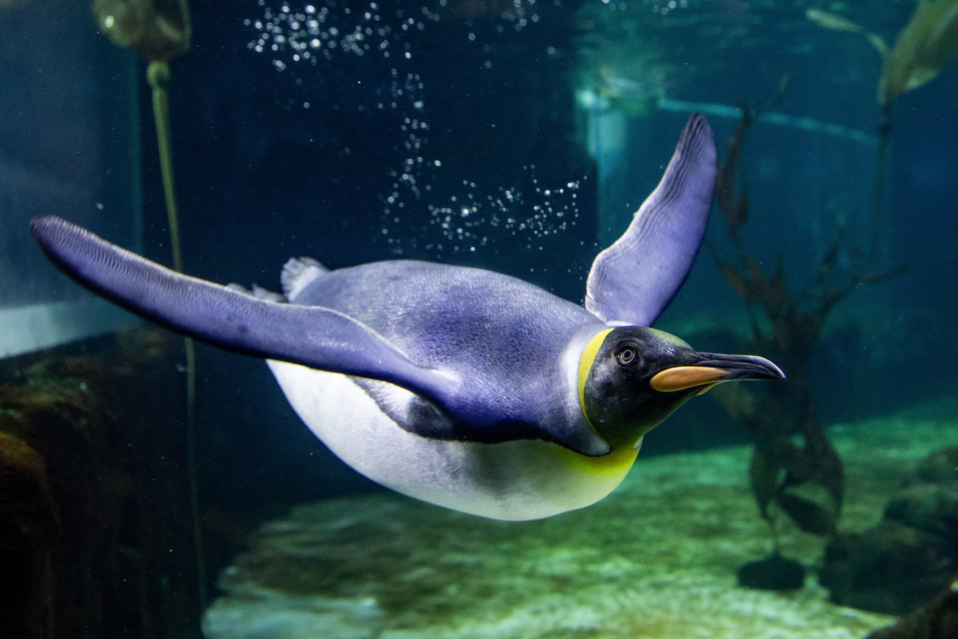 SEA LIFE Sydney Aquarium Direct Entry Ticket - تصویر 14