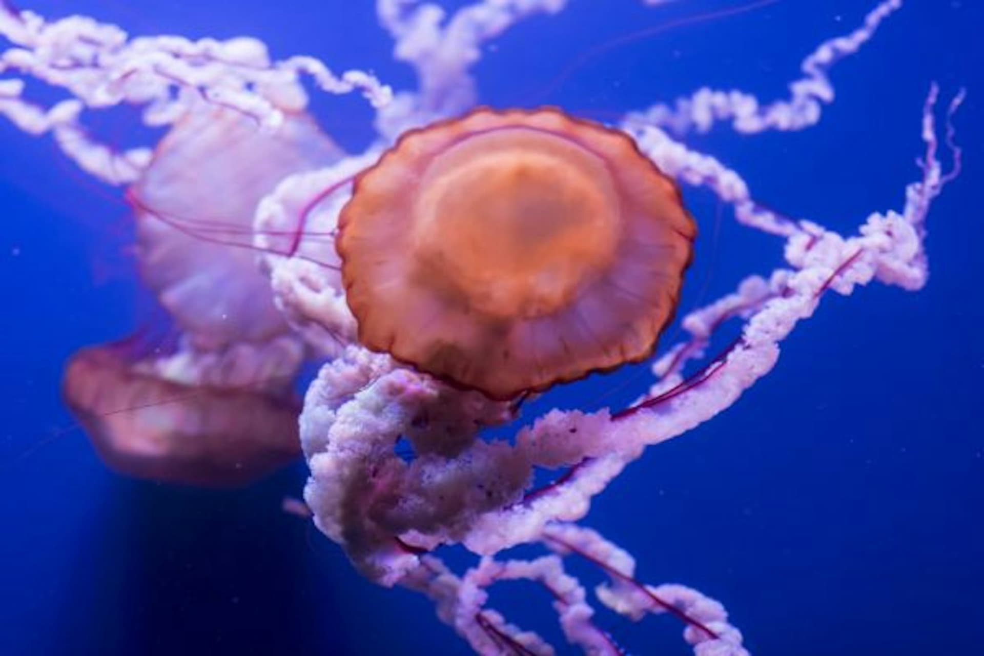 Seville Aquarium Ticket - تصویر 4
