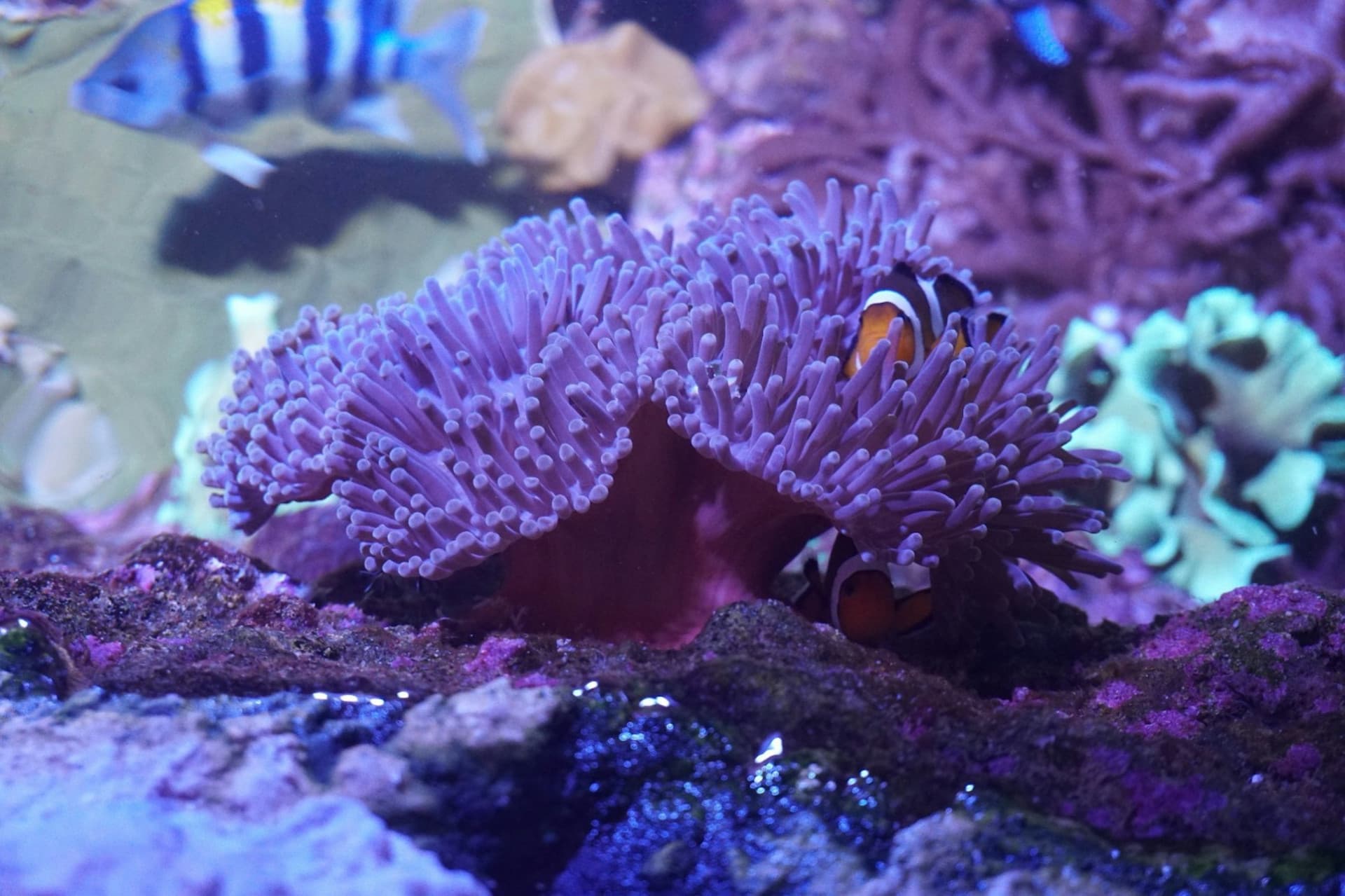 Seville Aquarium Ticket - تصویر 12