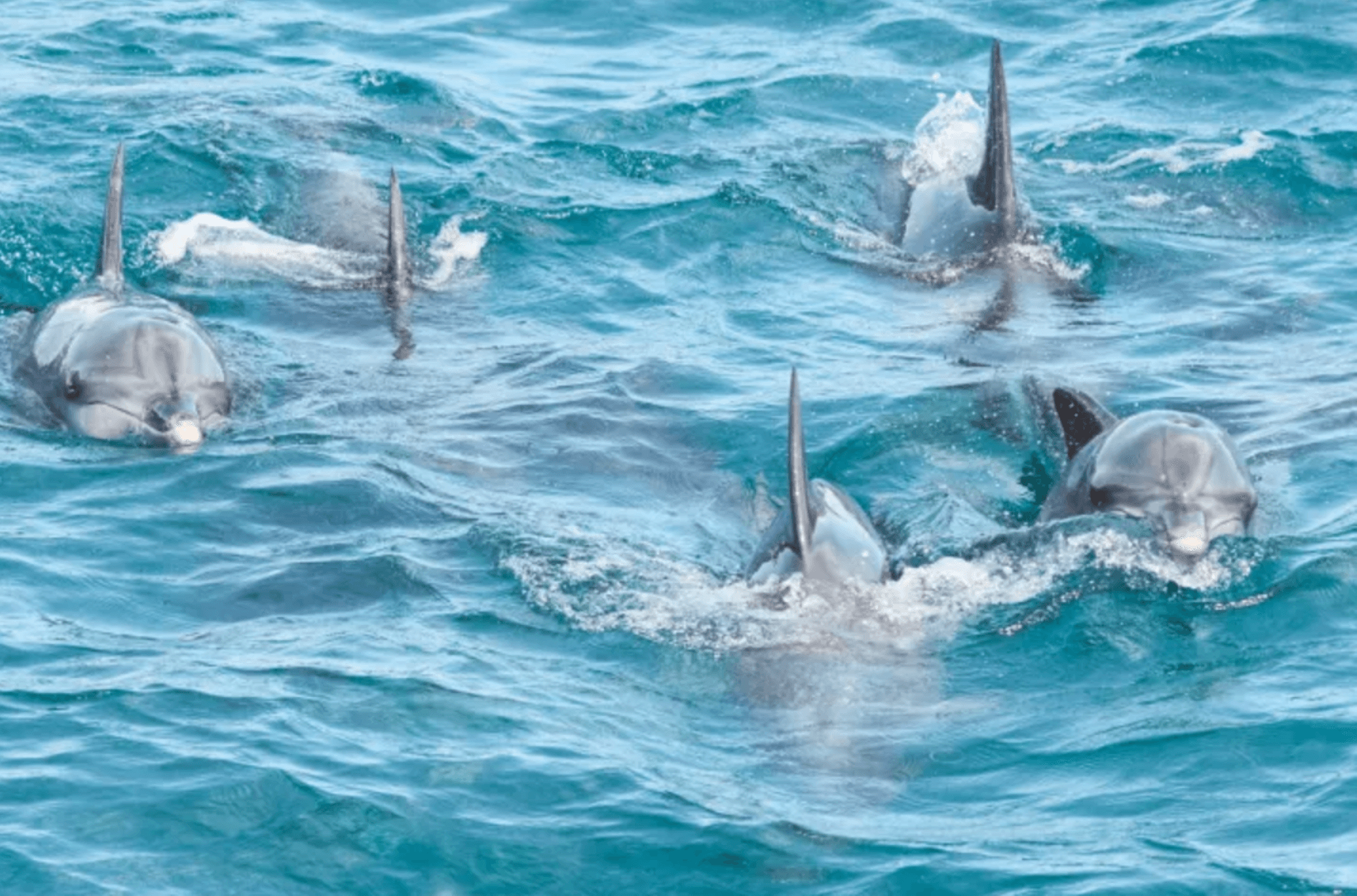 Port Stephens Dolphin Watch and Eco Adventure Cruise - تصویر 2