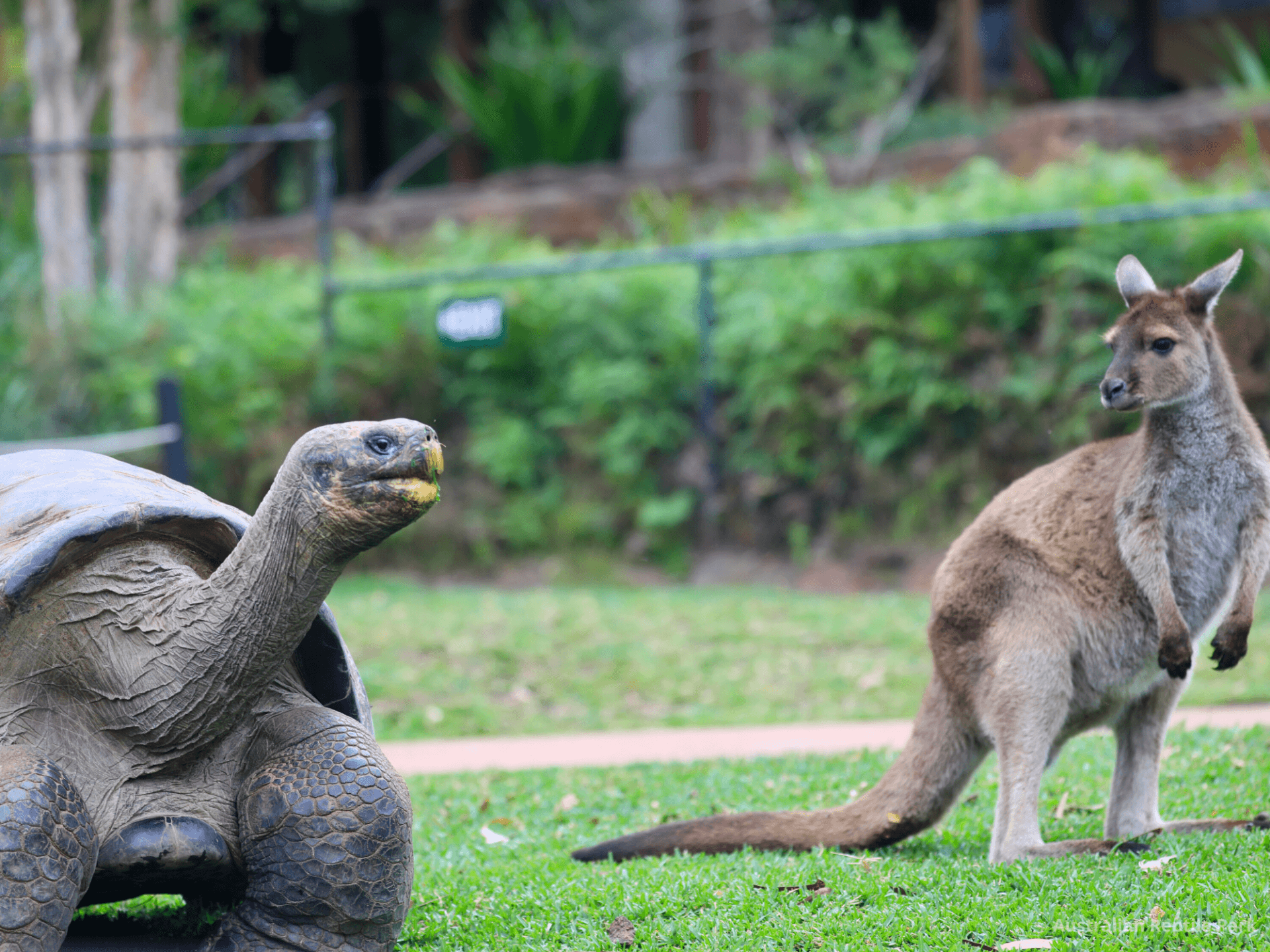 Australian Reptile Park - تصویر 10