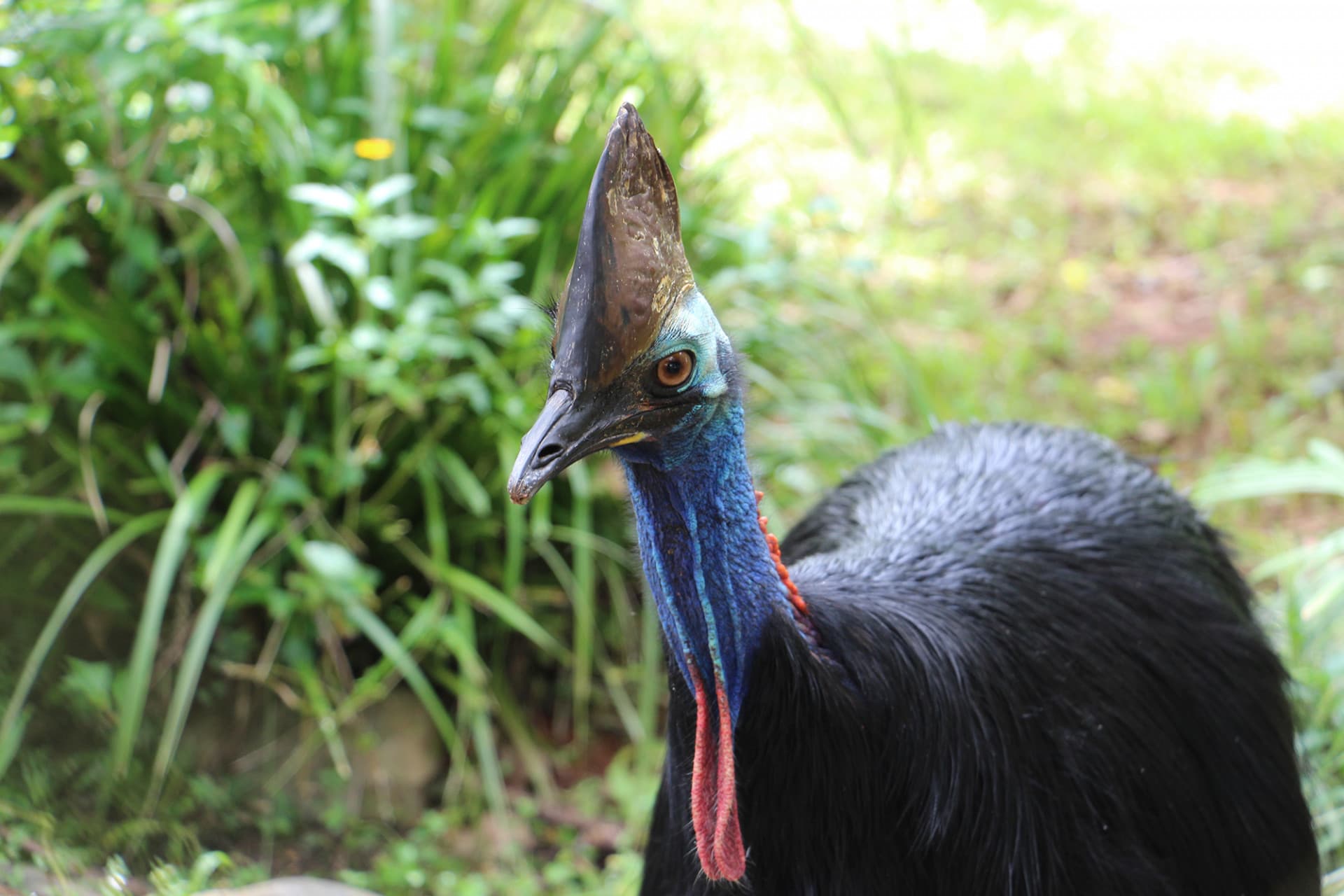 Kuranda Rainforestation Nature Park Full-Day Tour from Cairns with Kuranda Scenic Railway - تصویر 14