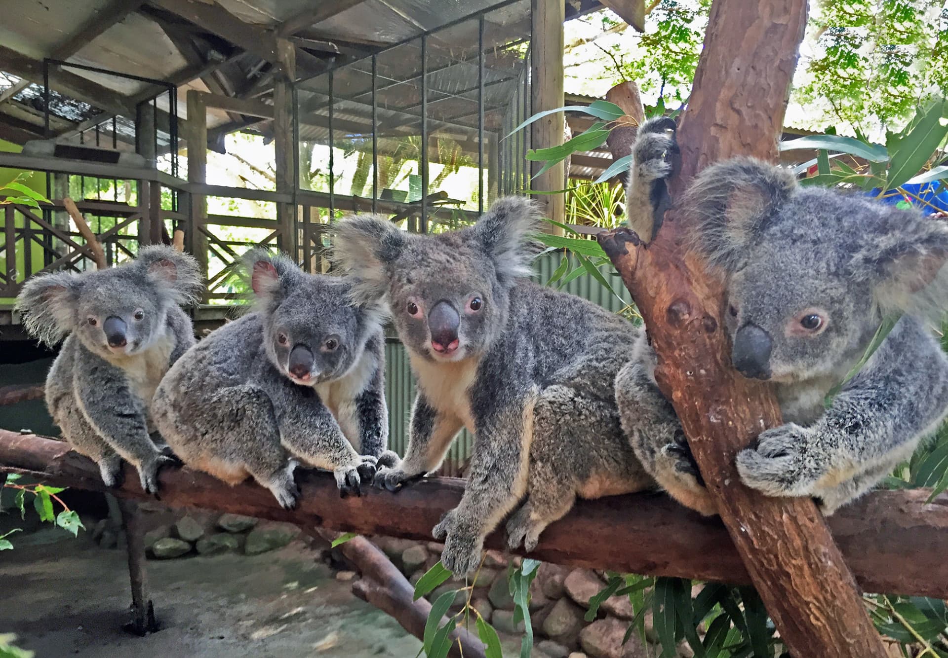 Full-Day Kuranda Tour with Skyrail Cableway, Scenic Railway, Rainforestation and Butterfly Sanctuary - تصویر 12