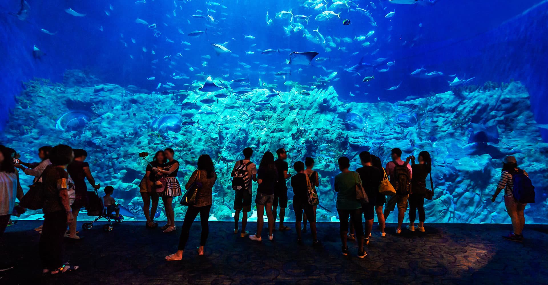 Ocean Park Hong Kong Ticket - تصویر 15
