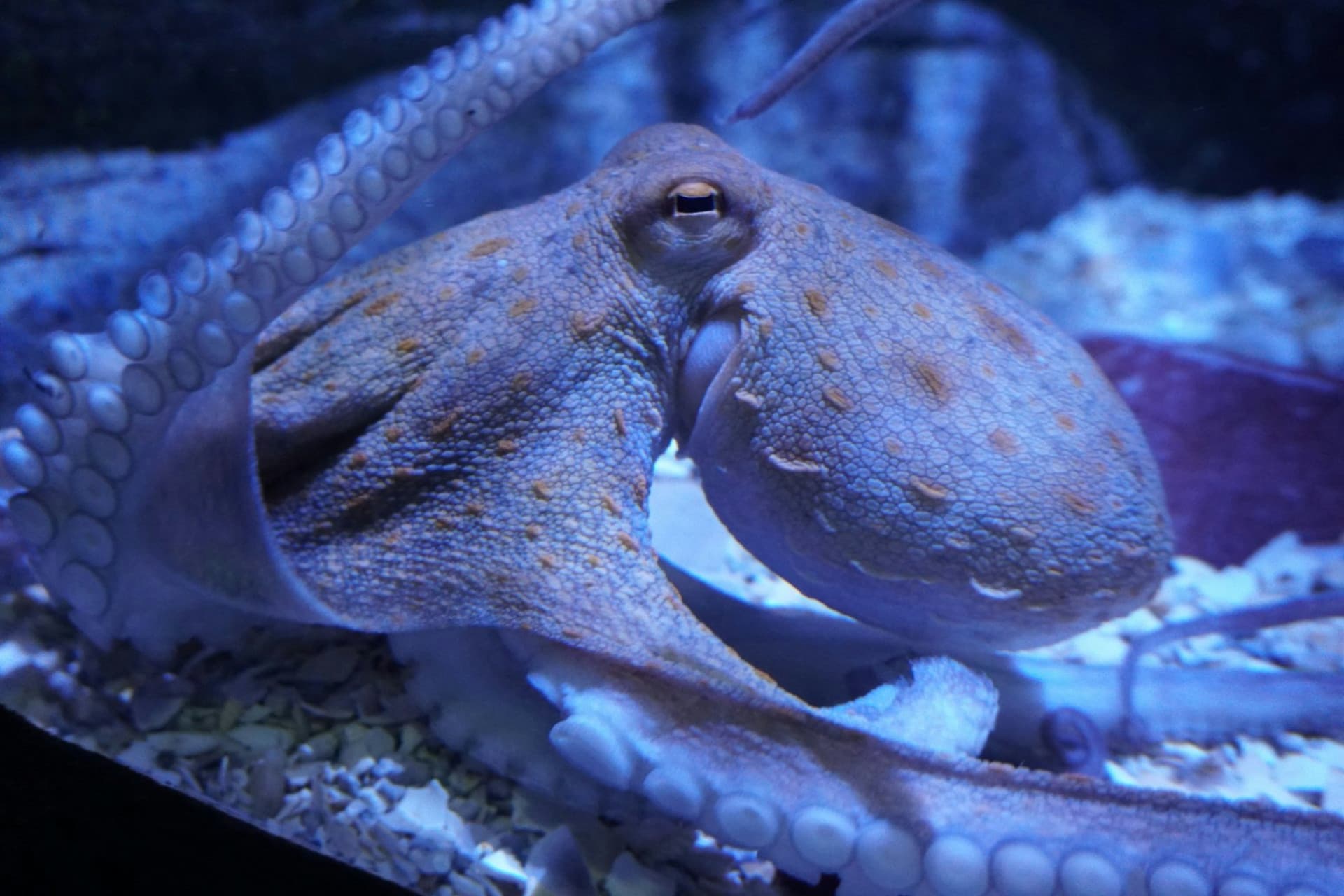 Seville Aquarium Ticket - تصویر 9