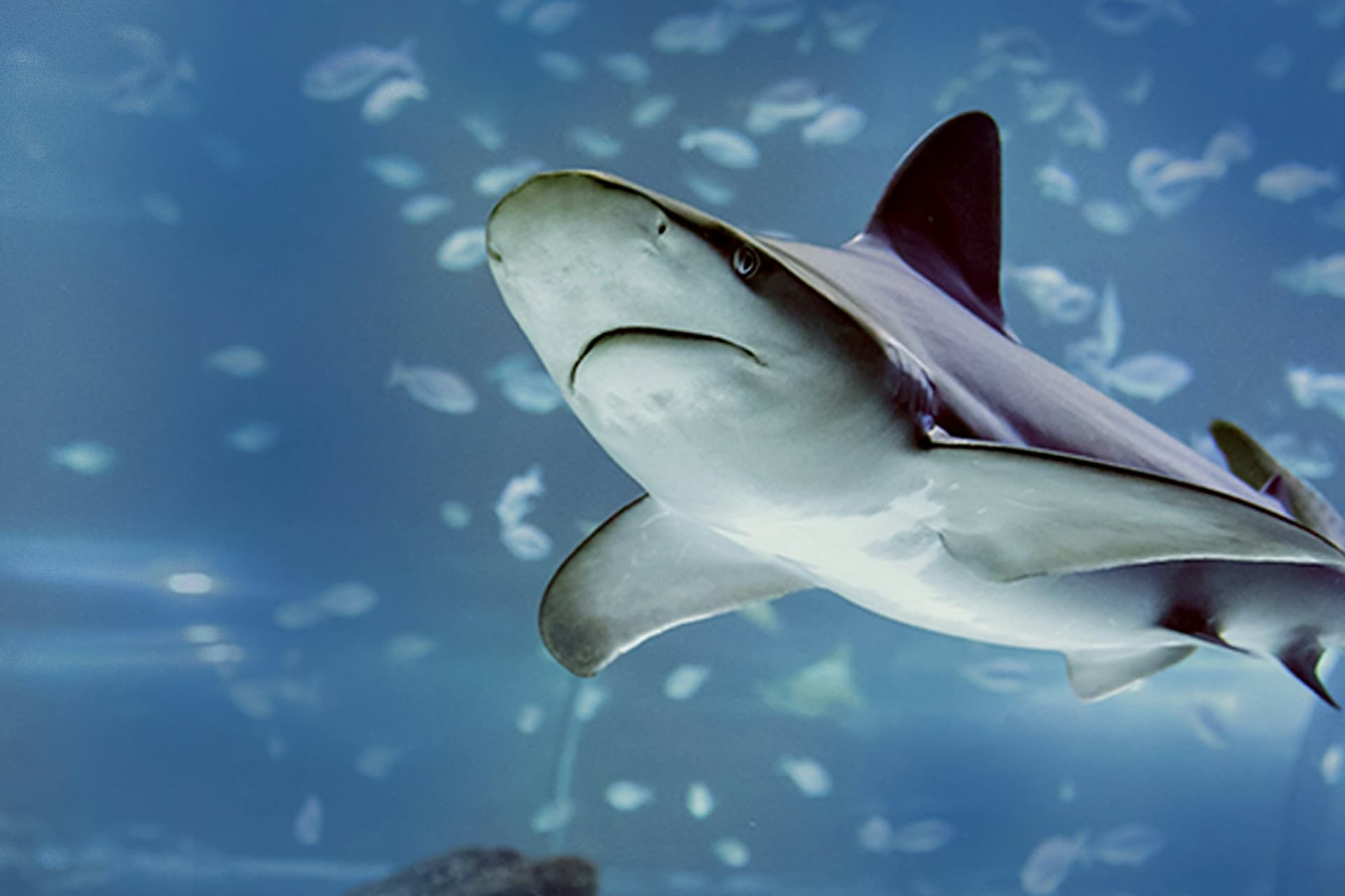 Atlantis Aquarium Madrid Ticket - تصویر 2