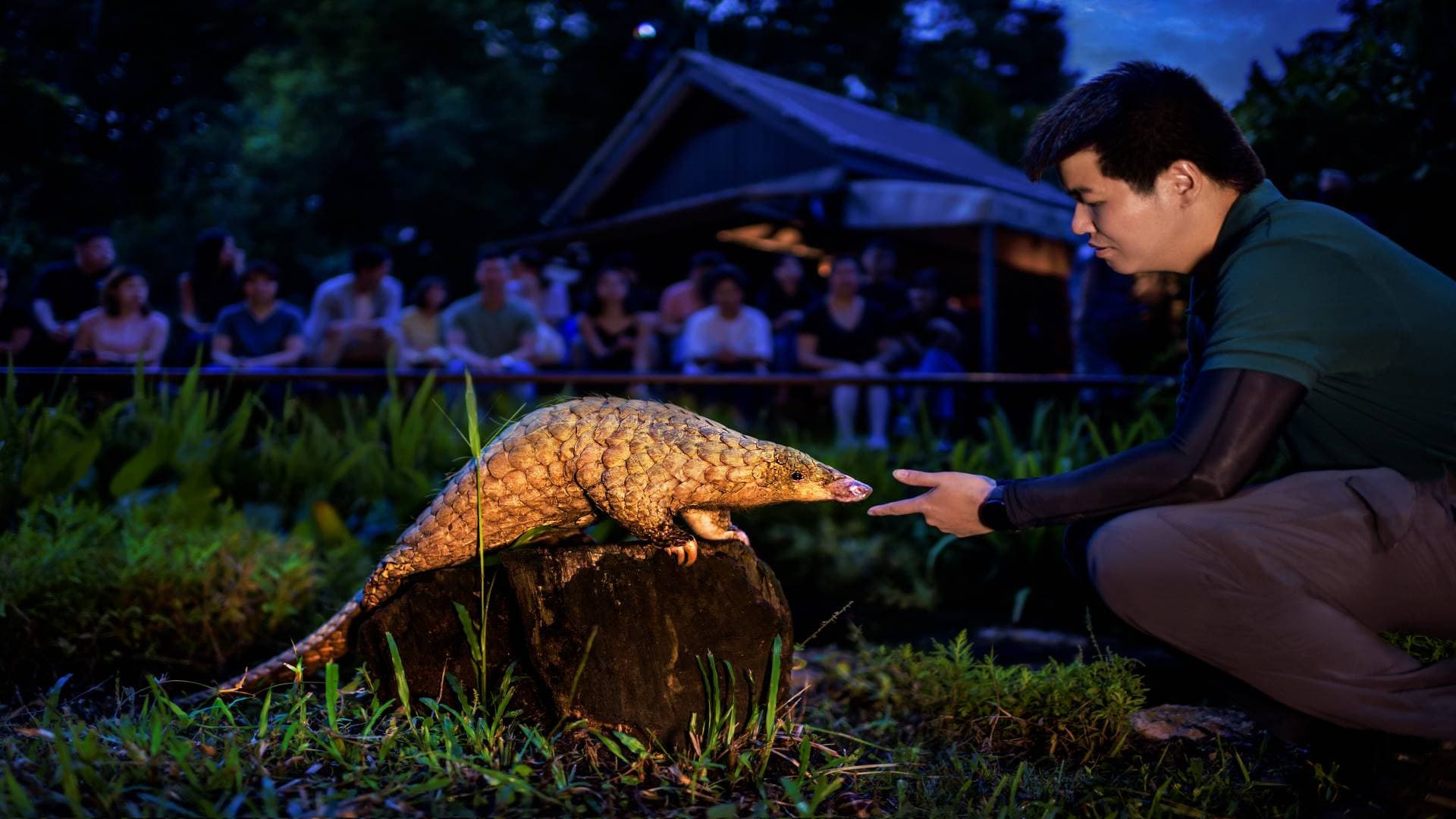 Singapore Night Safari Ticket - تصویر 10