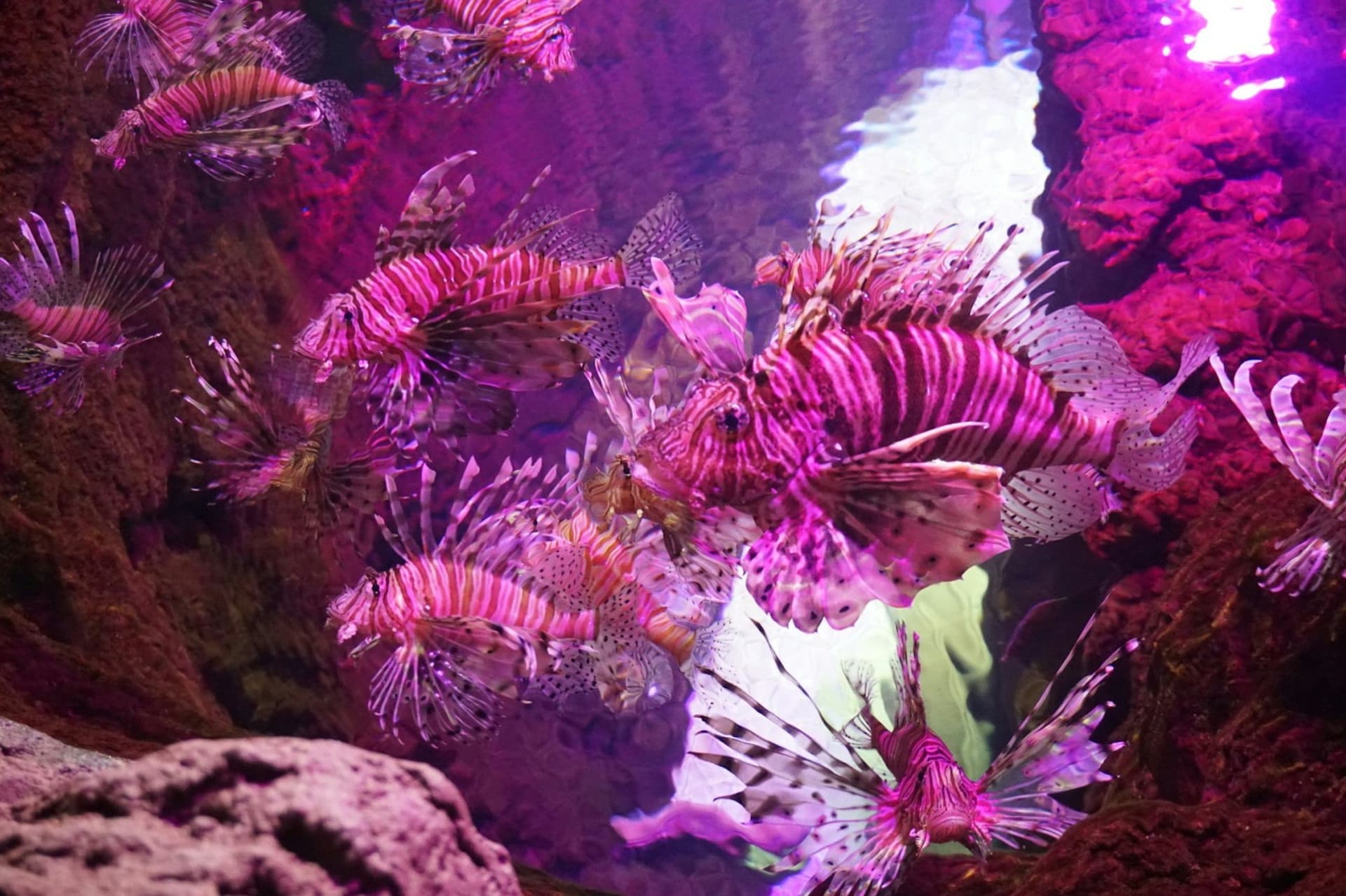 Seville Aquarium Ticket - تصویر 10