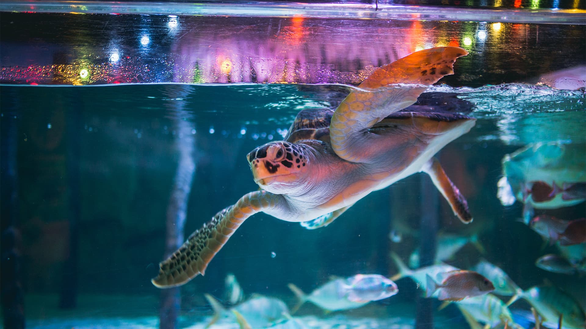 COMBO: SEA LIFE Bangkok Ocean World + Madame Tussauds Bangkok Tickets - تصویر 2