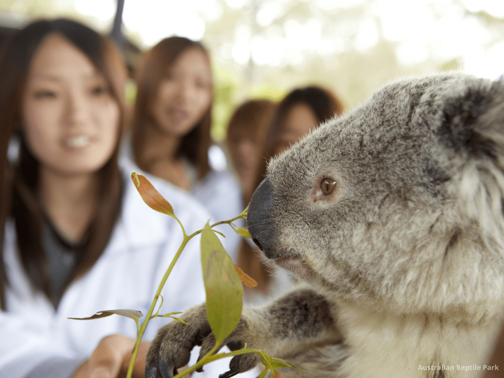 Australian Reptile Park - تصویر 27