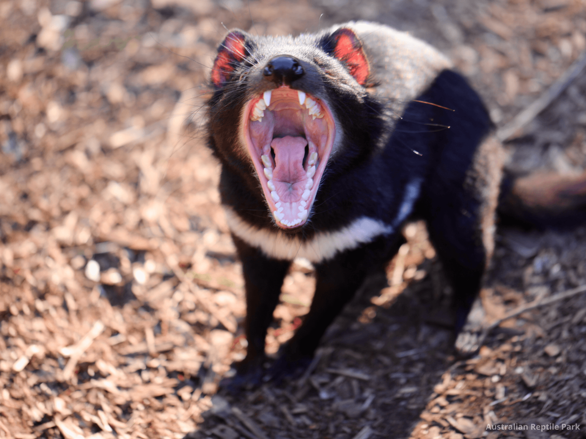 Australian Reptile Park - تصویر 40