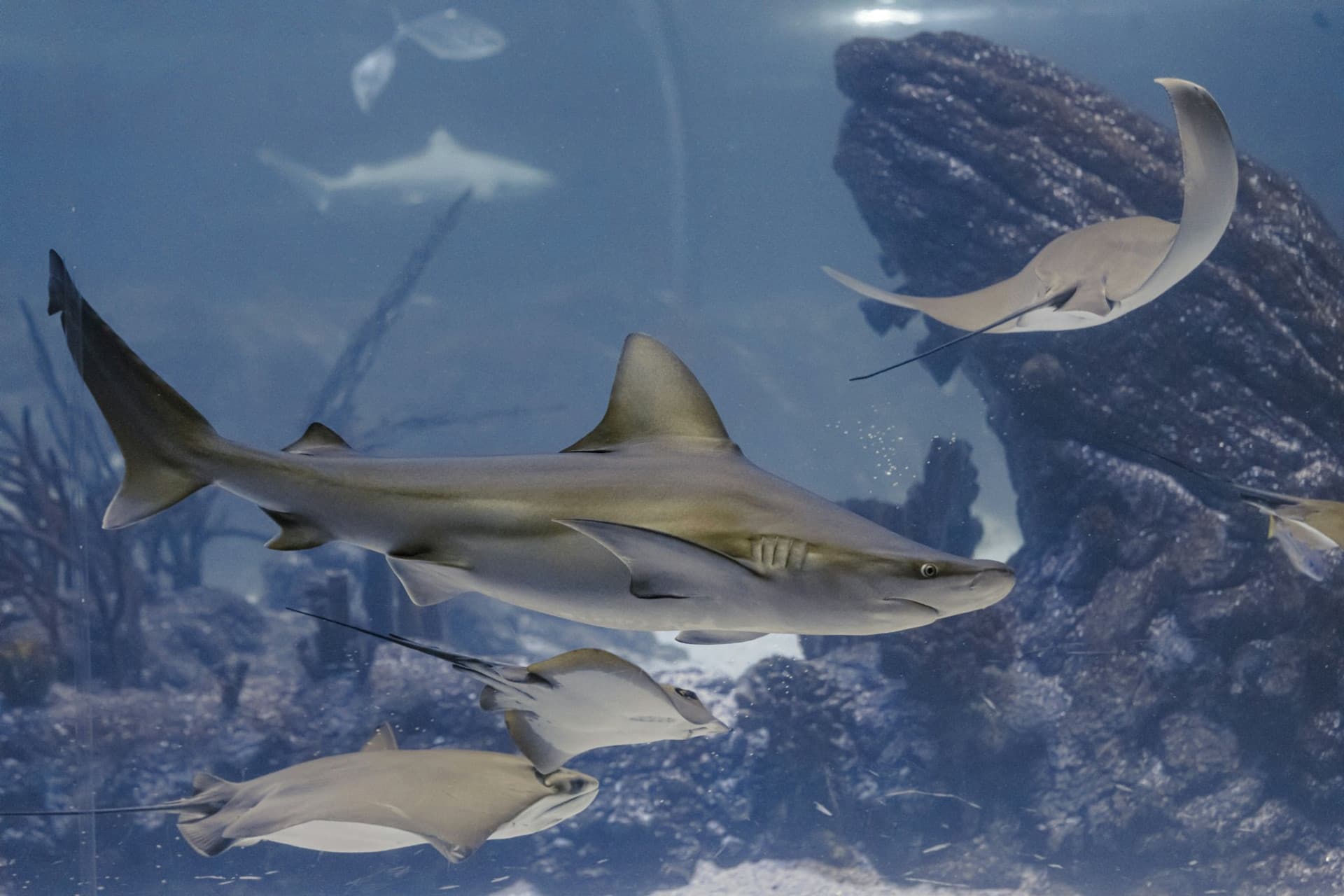 Atlantis Aquarium Madrid Ticket - تصویر 6