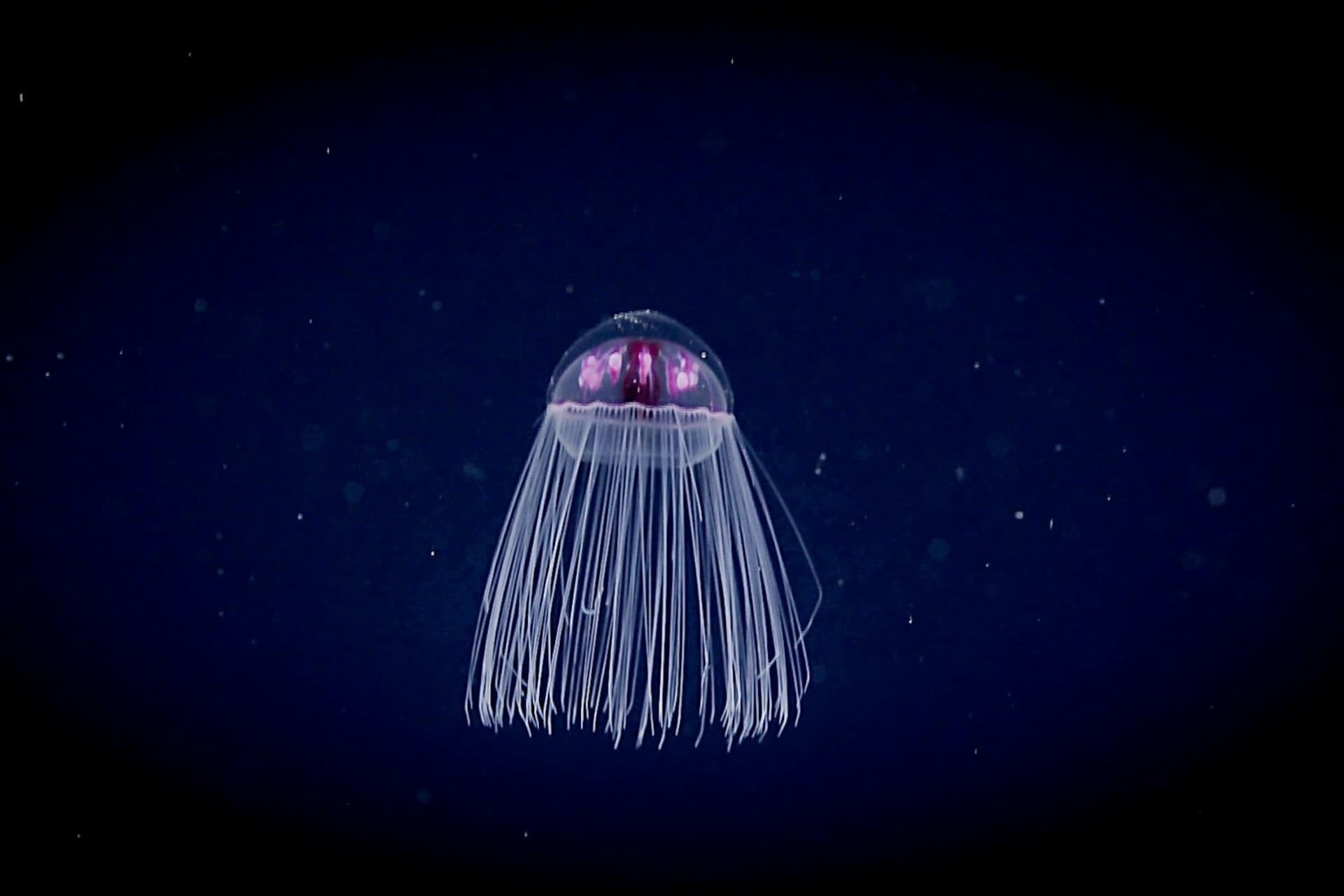 Nausicaa: Skip The Line Ticket - تصویر 21