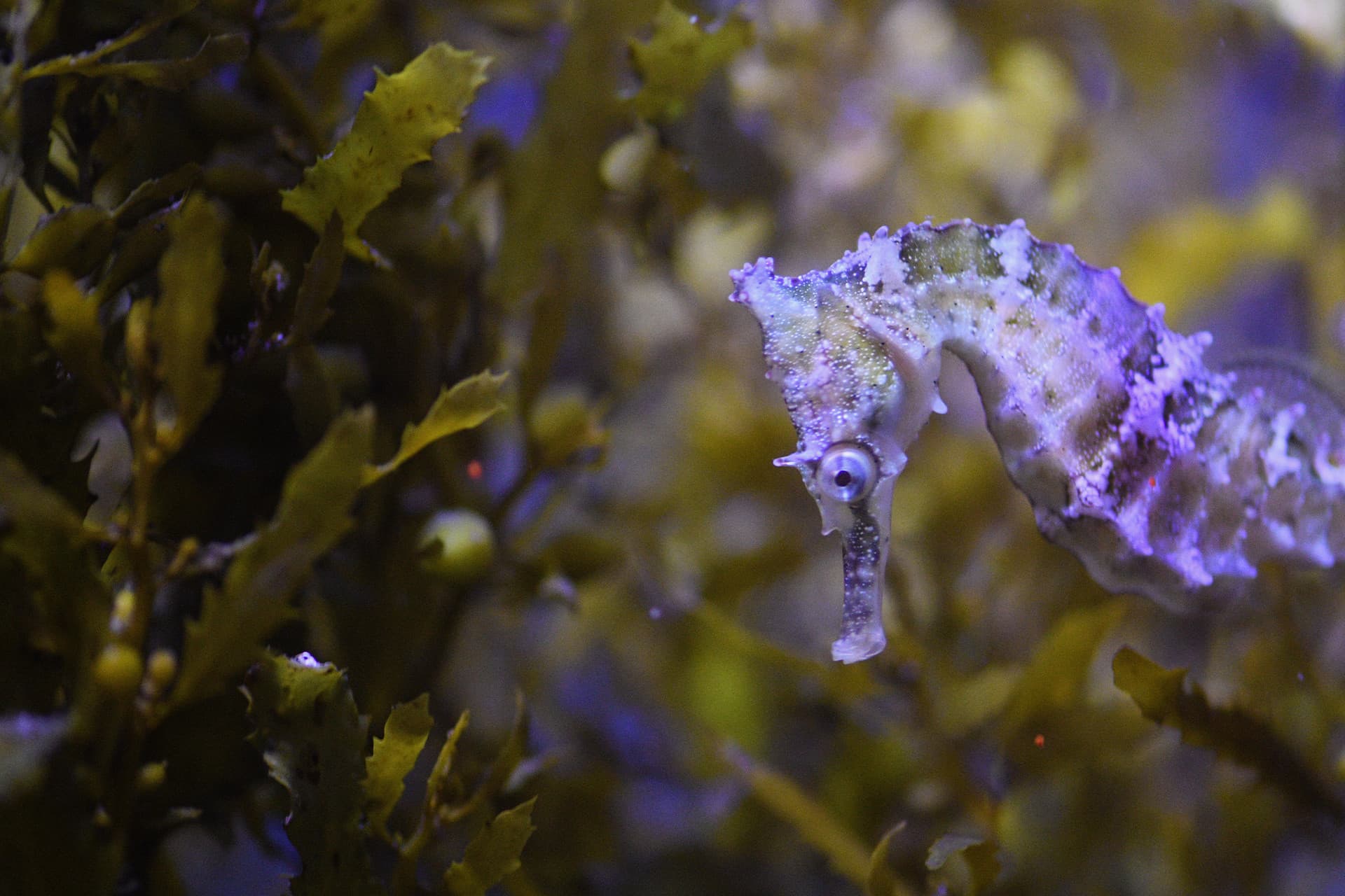 SEA LIFE Sydney Aquarium Direct Entry Ticket - تصویر 11